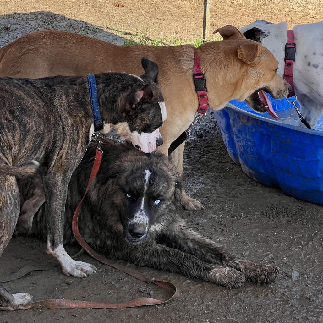 Enlarge Levi, a Adoptable mixed breed in Ojai, CA image 1/4