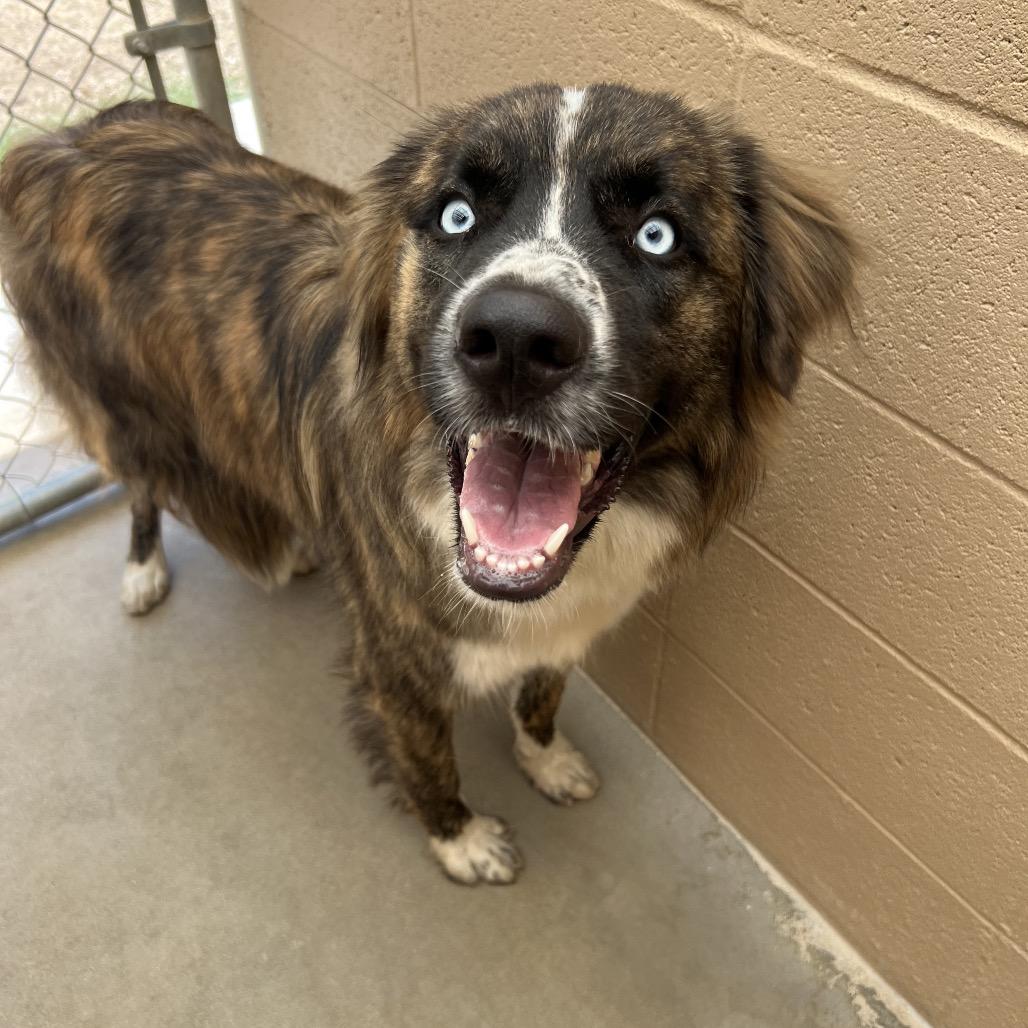 Enlarge Levi, a Adoptable mixed breed in Ojai, CA image 2/4