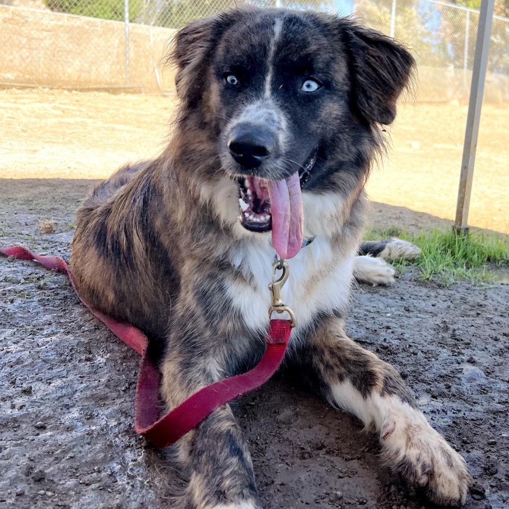 Enlarge Levi, a Adoptable mixed breed in Ojai, CA image 3/4