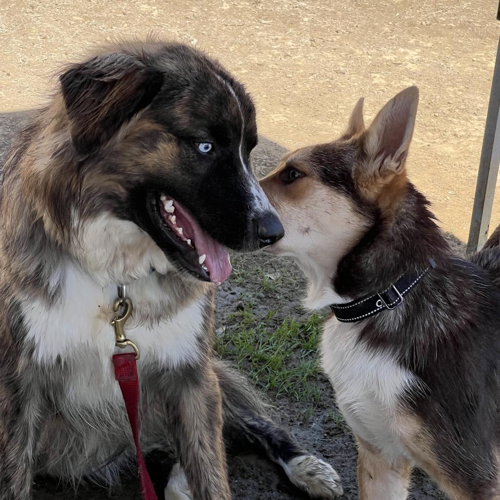 Enlarge Levi, a Adoptable mixed breed in Ojai, CA image 4/4