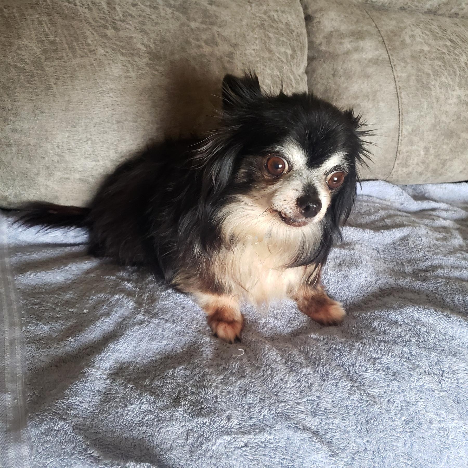 Enlarge Breezy, a Adoptable Chihuahua in Norman, OK image 3/4