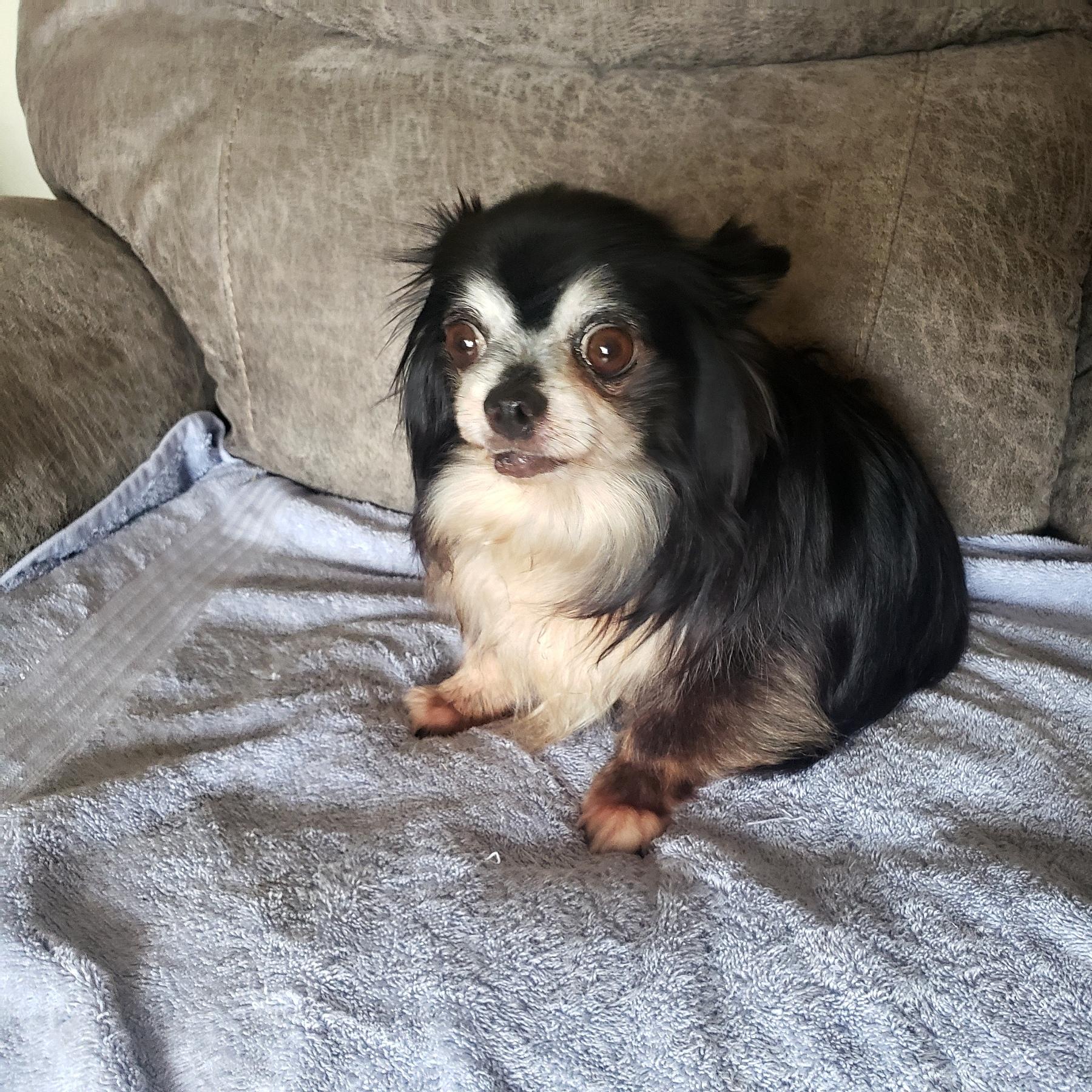 Enlarge Breezy, a Adoptable Chihuahua in Norman, OK image 4/4