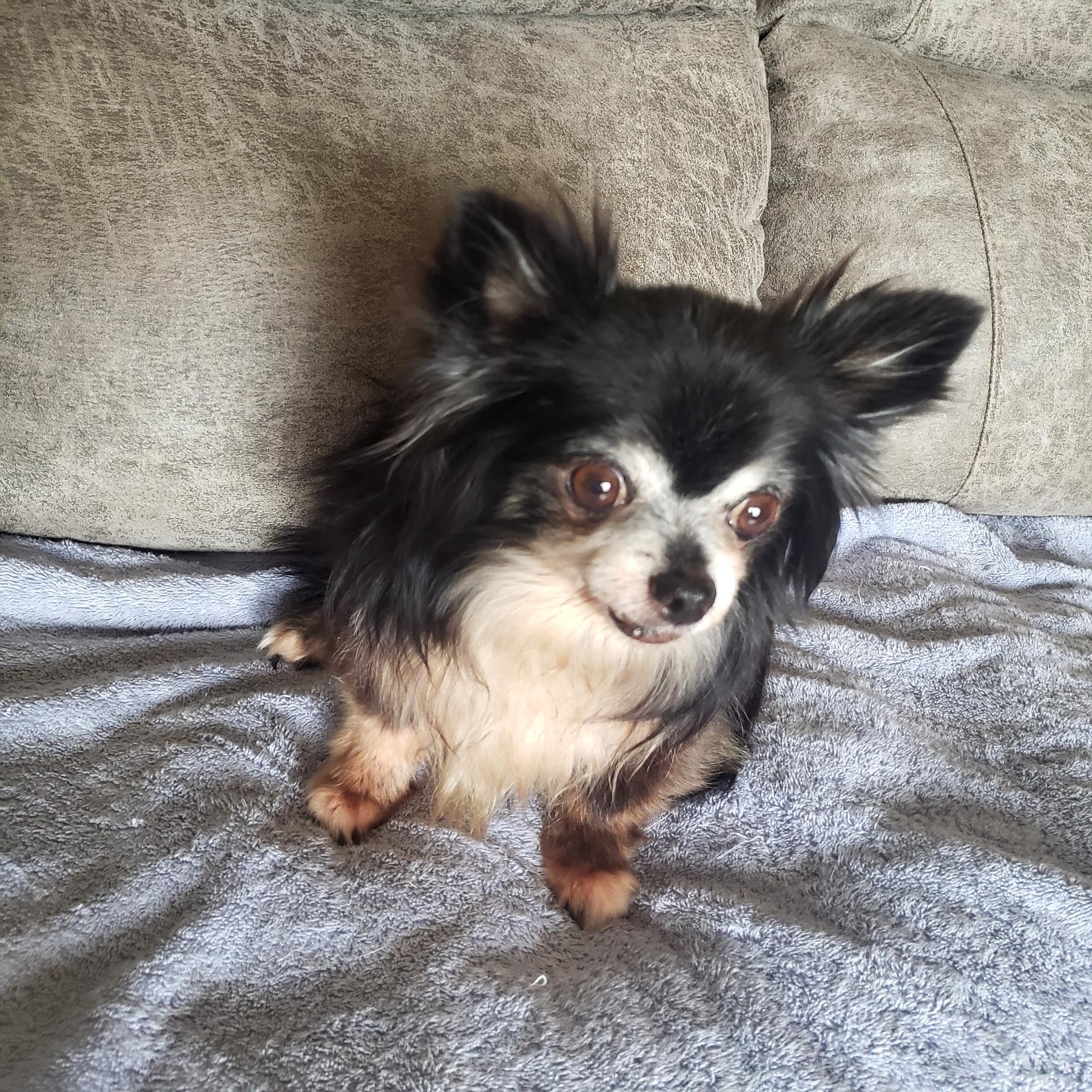 Breezy, Adoptable, Senior Female Chihuahua.