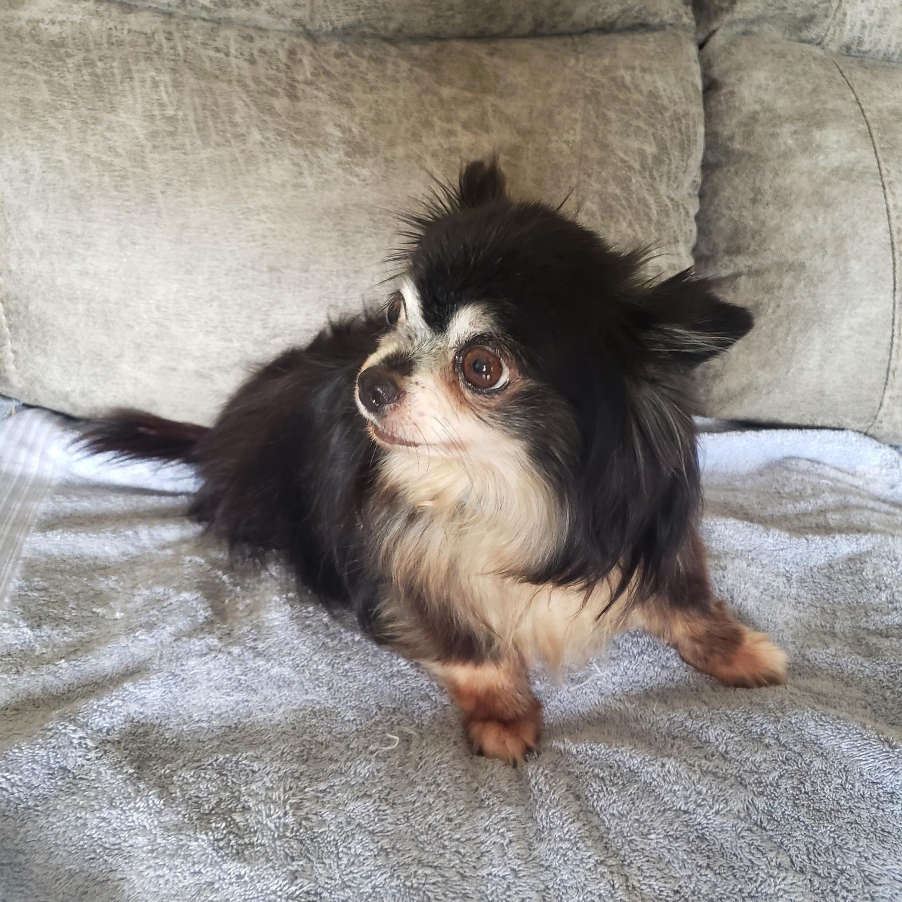 Enlarge Breezy, a Adoptable Chihuahua in Norman, OK image 2/4