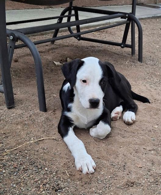 Hank, Adopted, Puppy Male Australian Shepherd.
