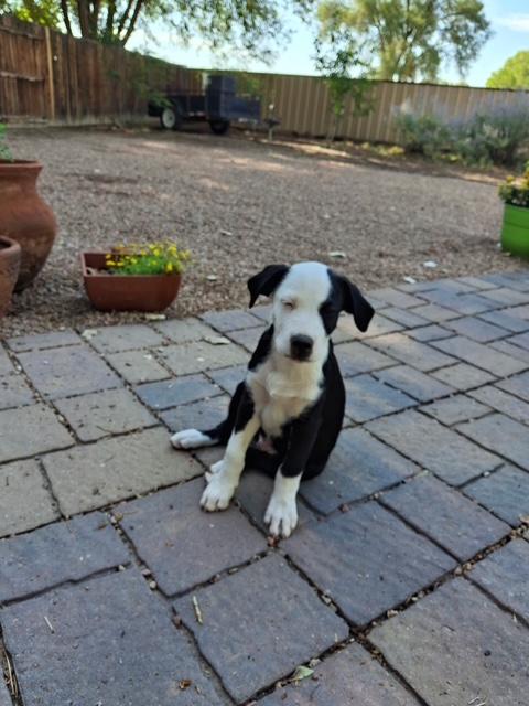 Enlarge Hank, a Adopted mixed breed in Albuquerque, NM image 2/3