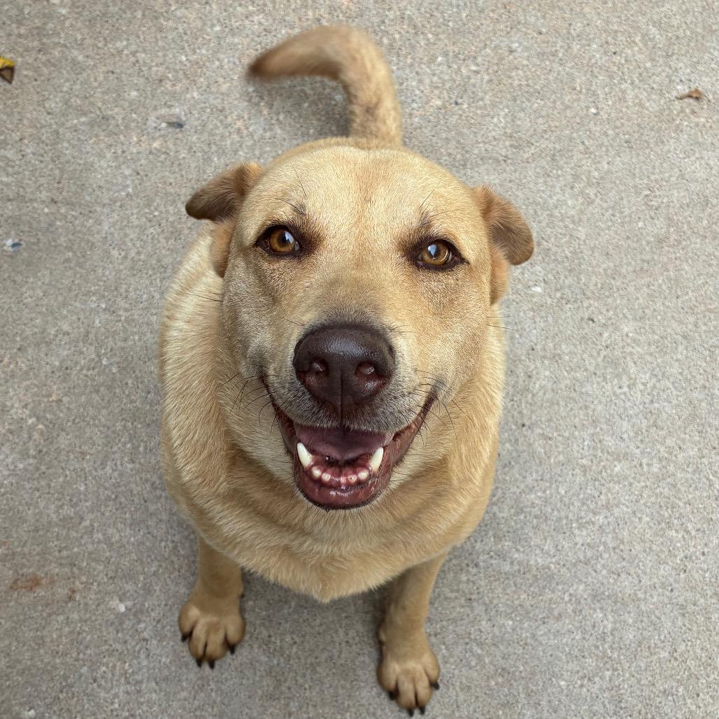 Tubbs, Adoptable, Adult Female Labrador Retriever & Shiba Inu.