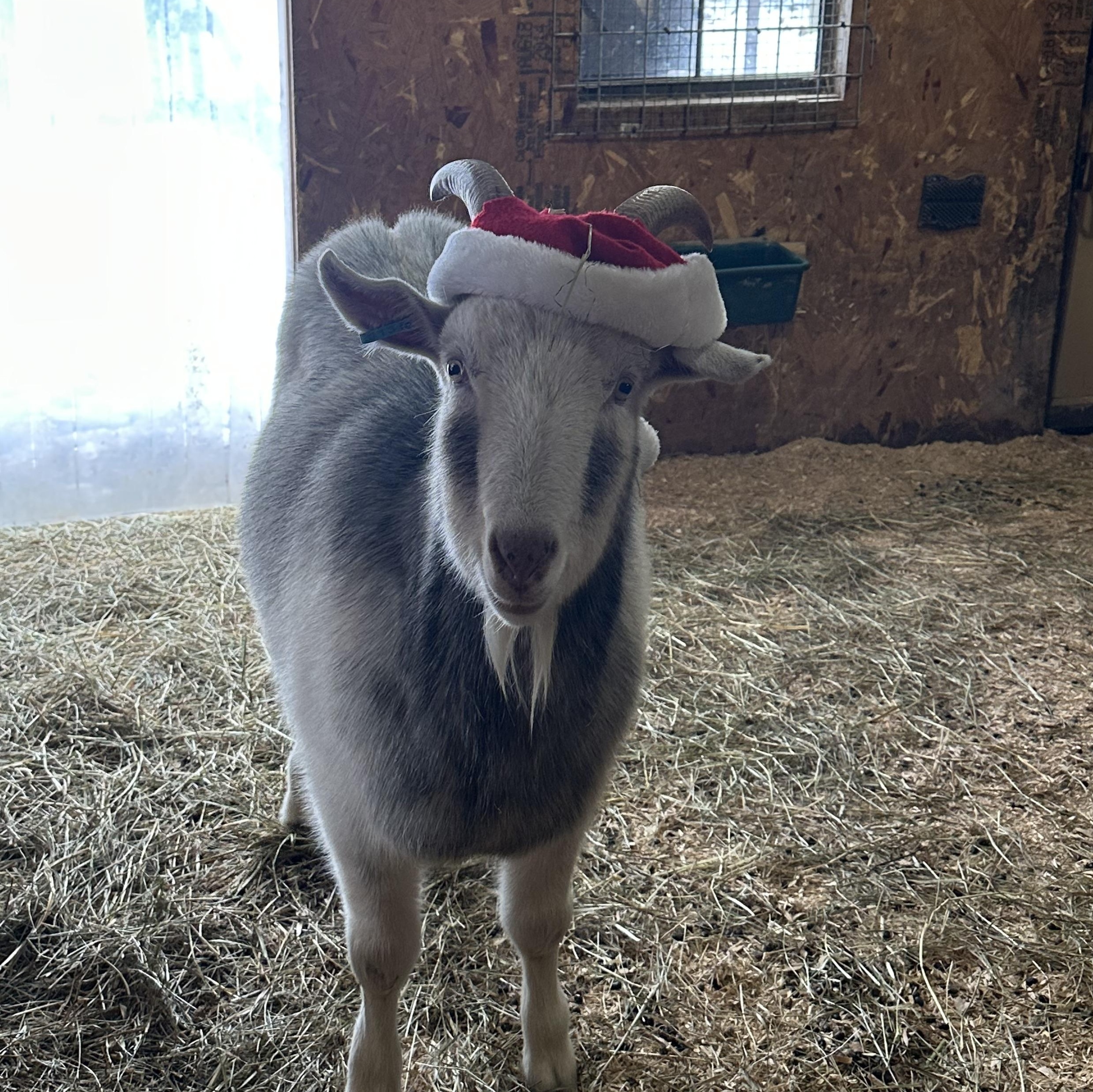 Enlarge Mr. Goat, a Adoptable Goat in Ravenna, OH image 1/1