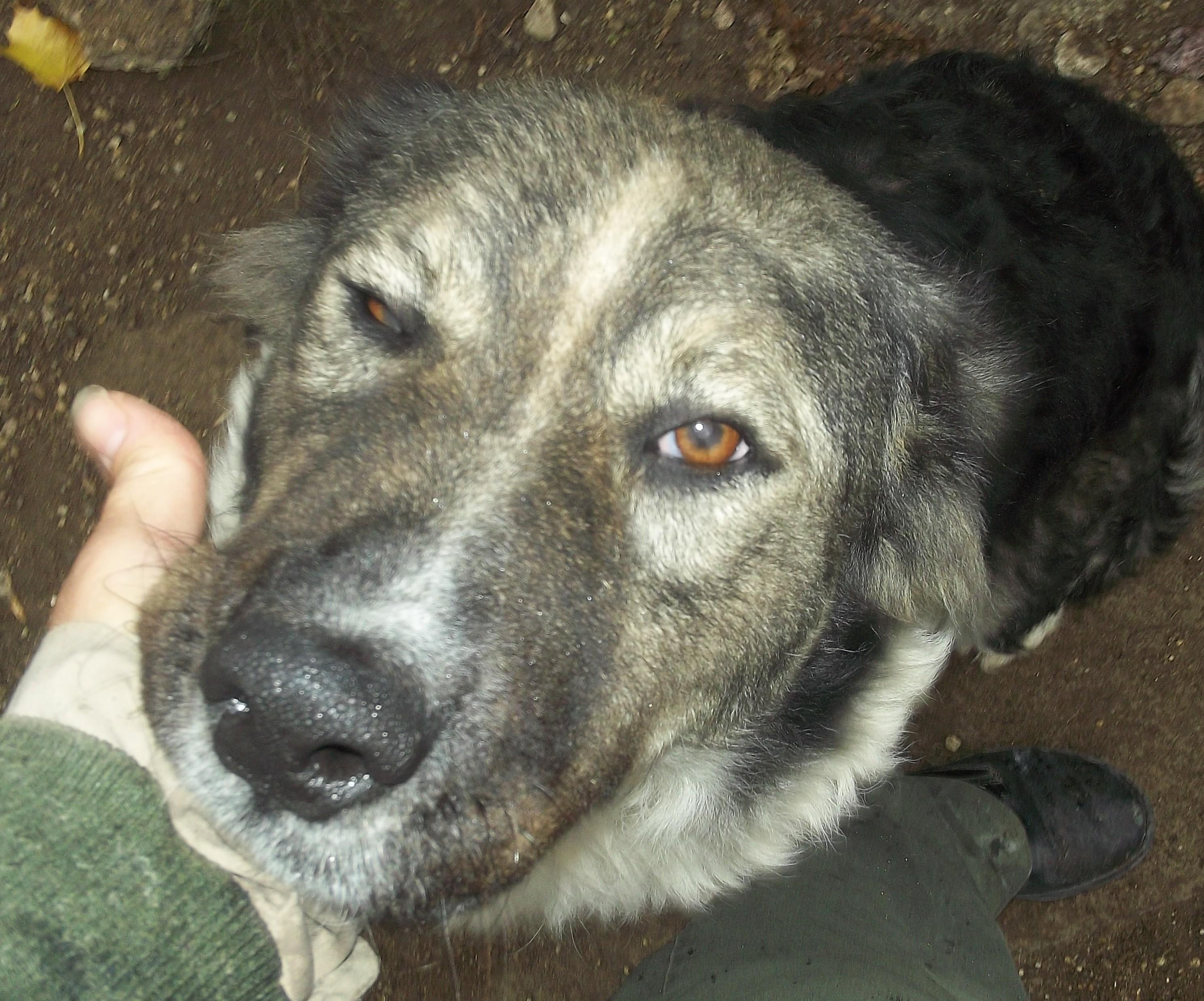 SADIE, a Adoptable Australian Shepherd in Reed City, MI image 1/4