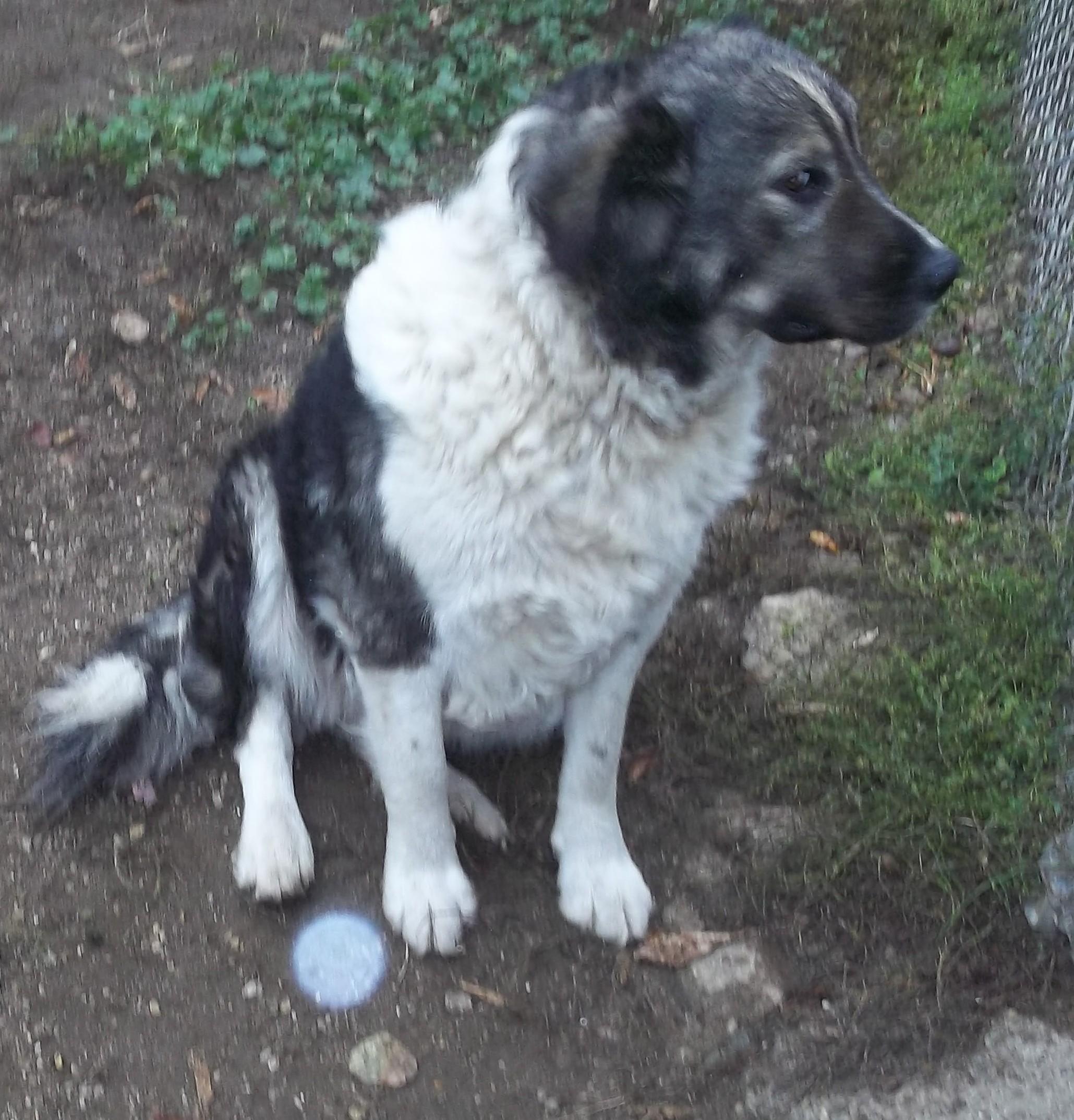 SADIE, a Adoptable Australian Shepherd in Reed City, MI image 2/4