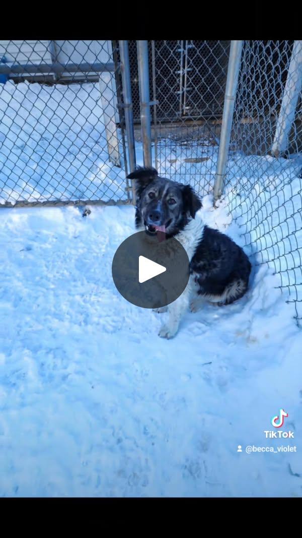 SADIE, Adoptable, Adult Female Australian Shepherd.