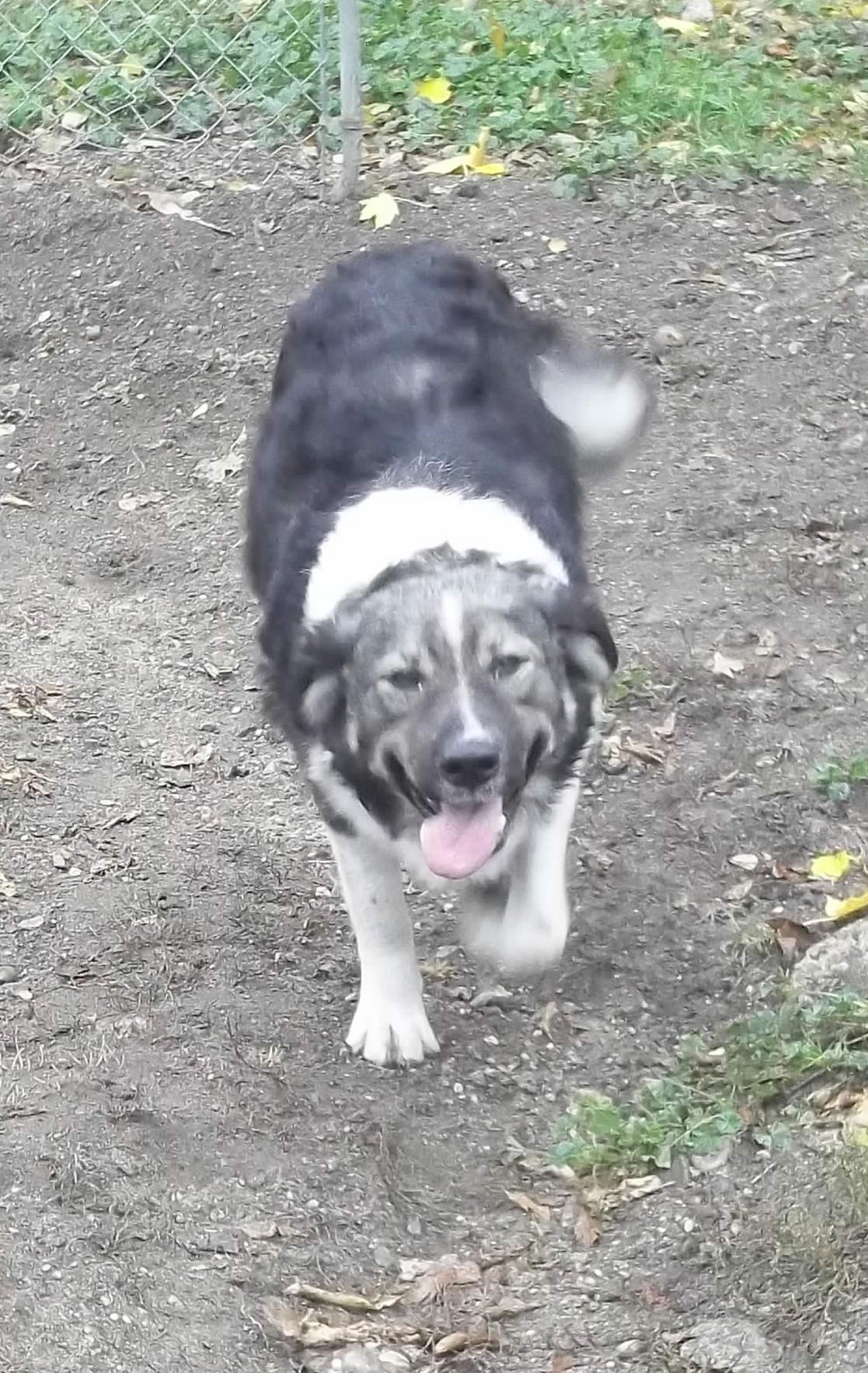 SADIE, a Adoptable Australian Shepherd in Reed City, MI image 3/4