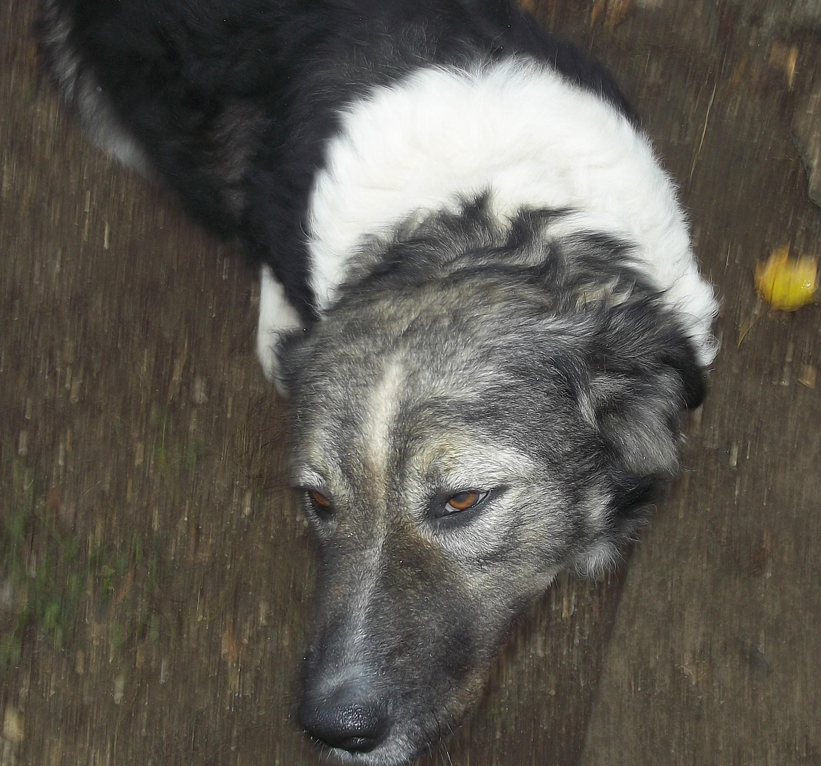 SADIE, a Adoptable Australian Shepherd in Reed City, MI image 4/4