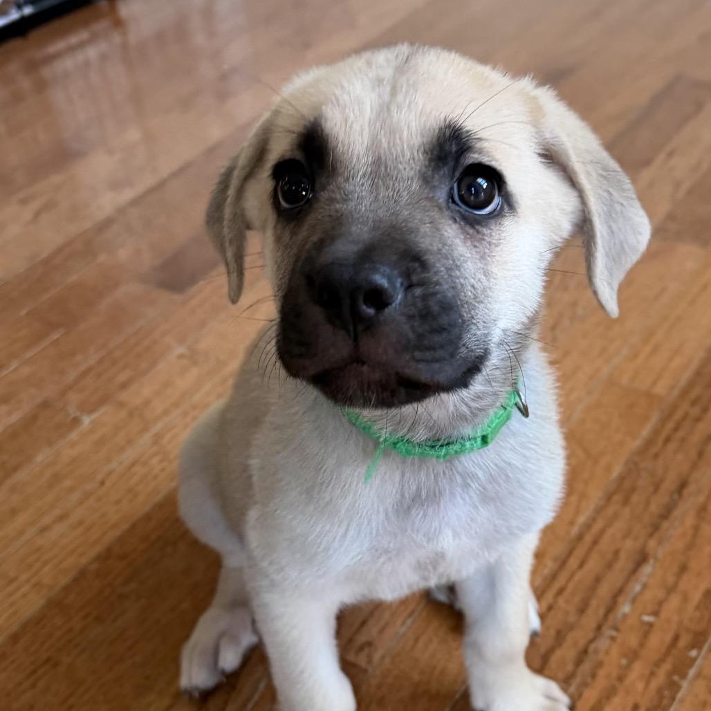 Enlarge Nargis (Puppy Green), a Adoptable mixed breed in manchester, PA image 1/2