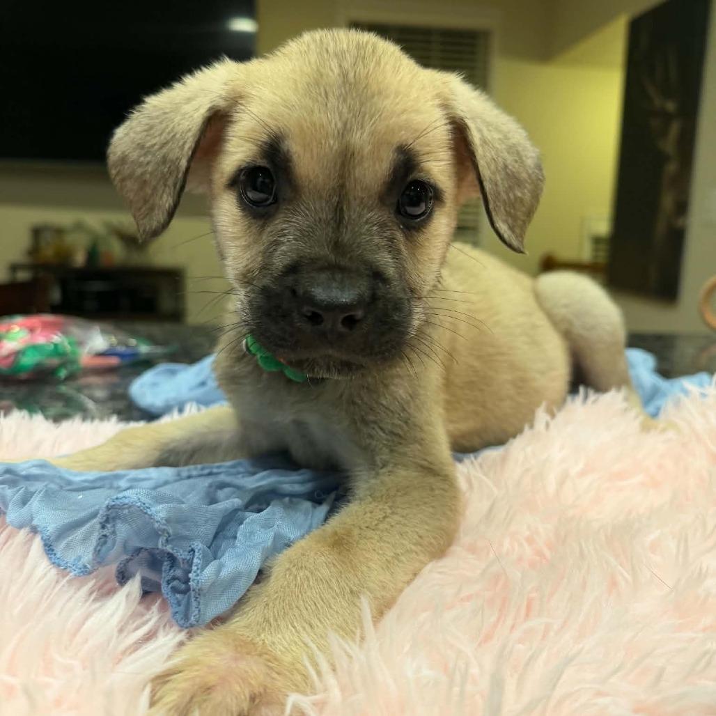 Enlarge Nargis (Puppy Green), a Adoptable mixed breed in manchester, PA image 2/2