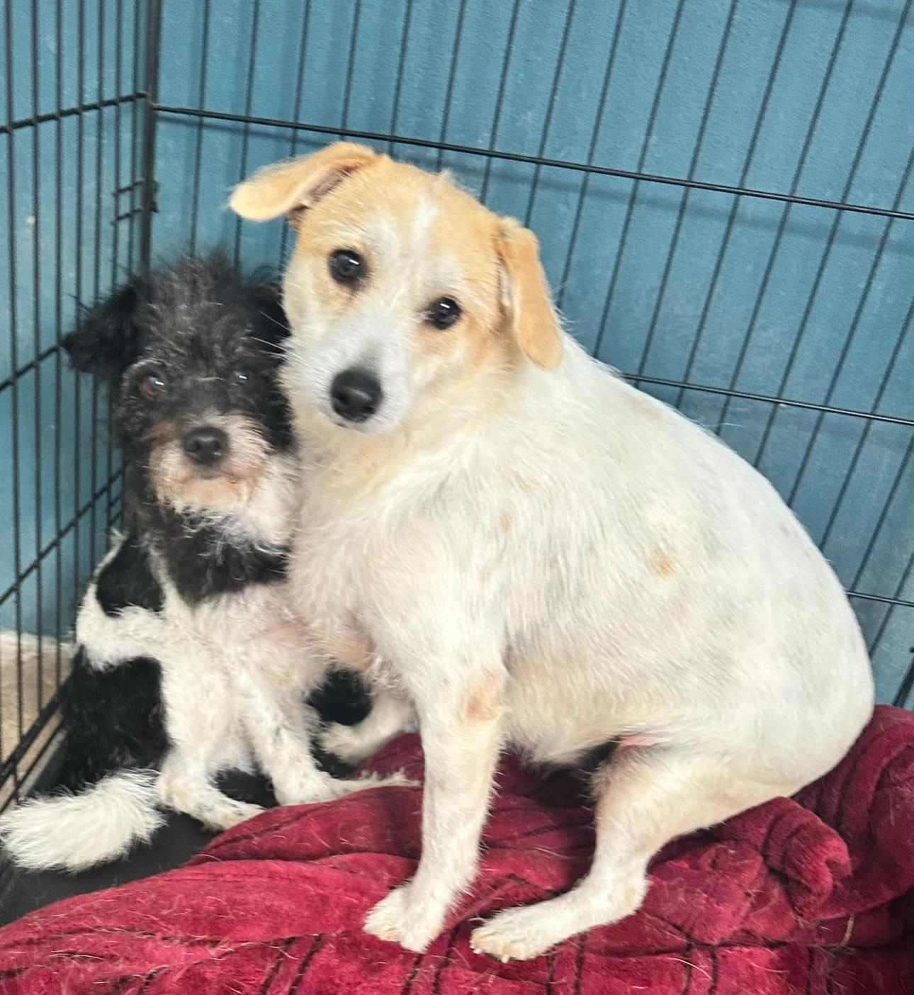 Eve & Crystal Jack Russell Terrier Dog