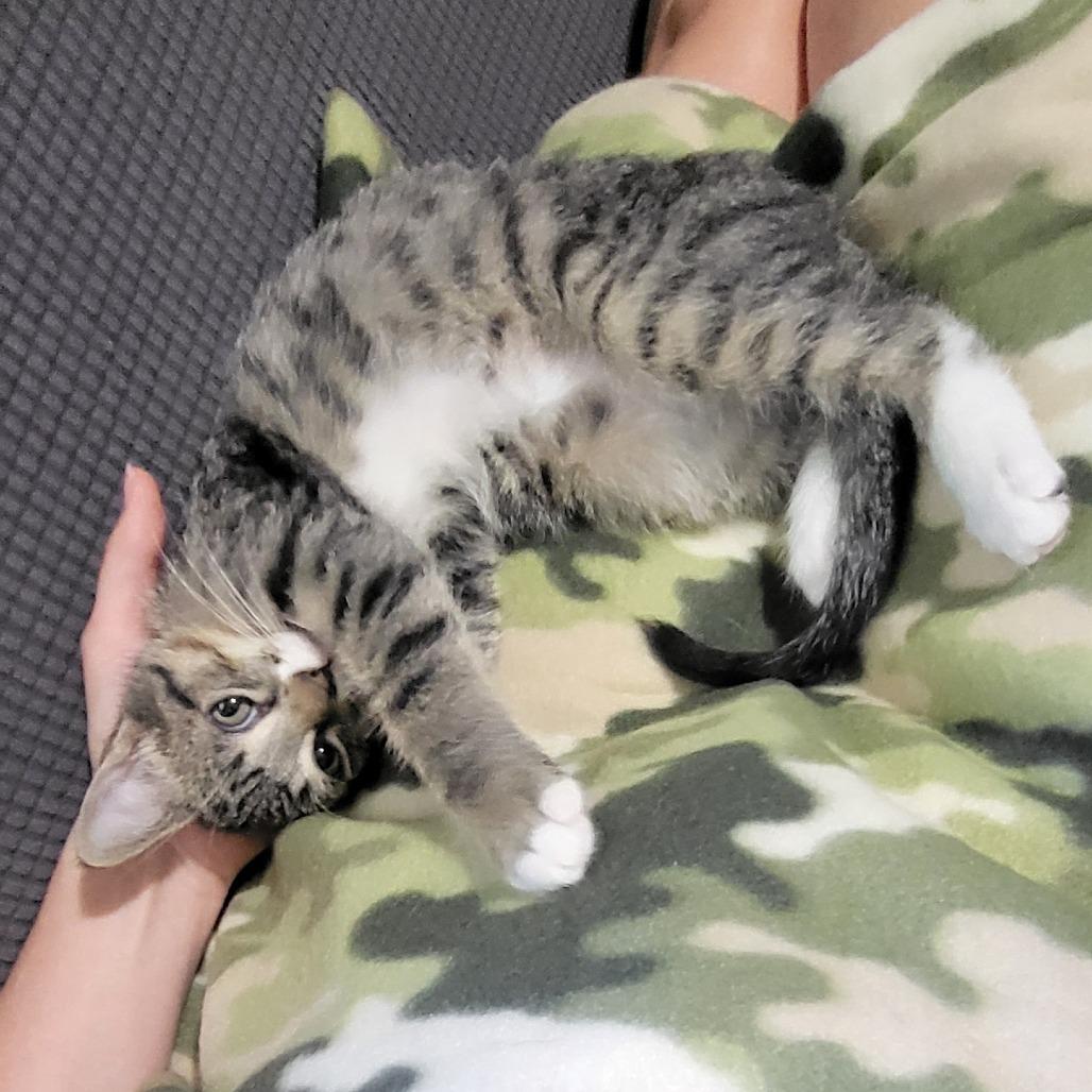 Conrad, Adoptable, Young Male Domestic Short Hair.