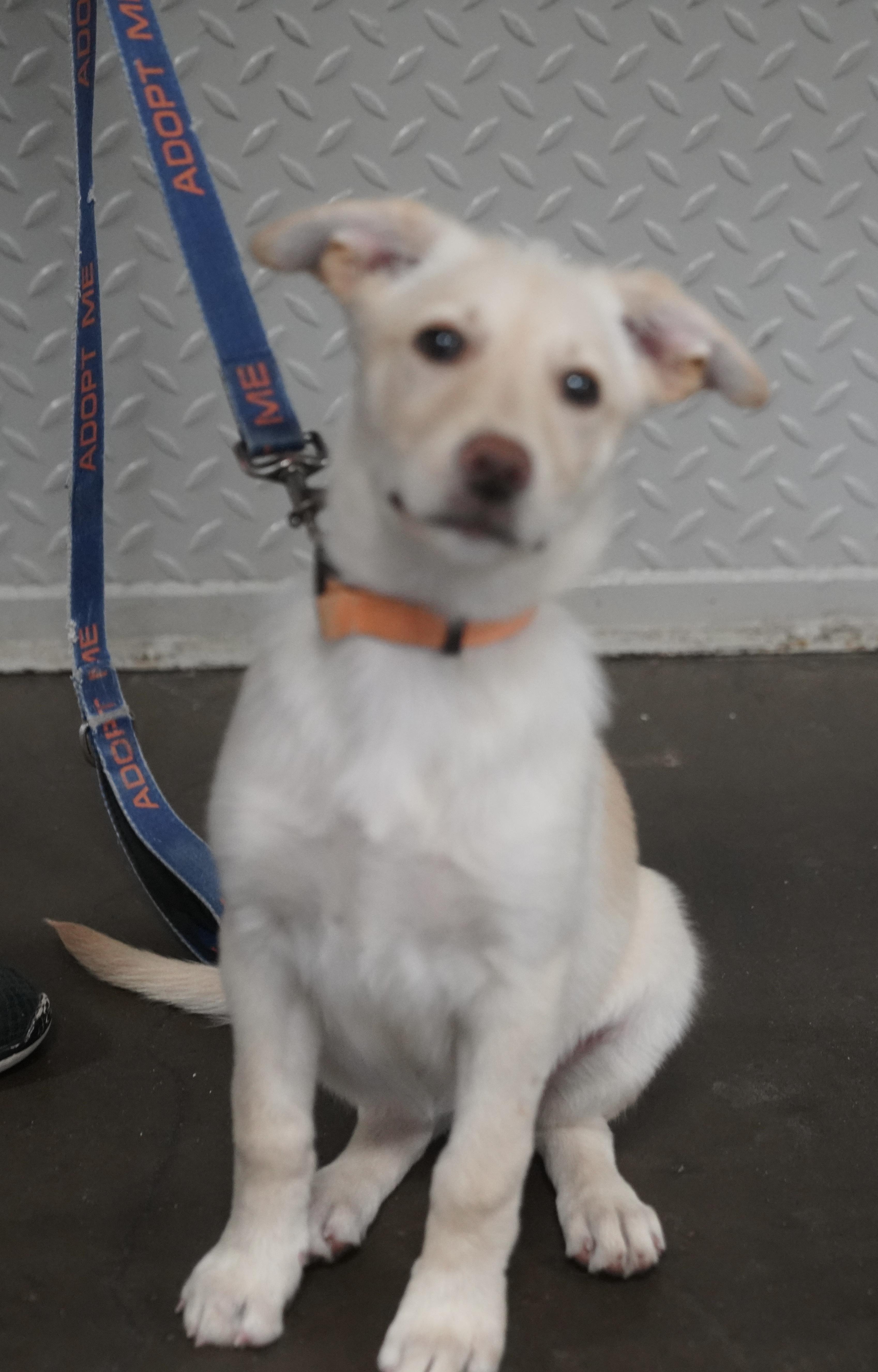 Ari, ADOPTABLE, Puppy Female German Shepherd Dog.