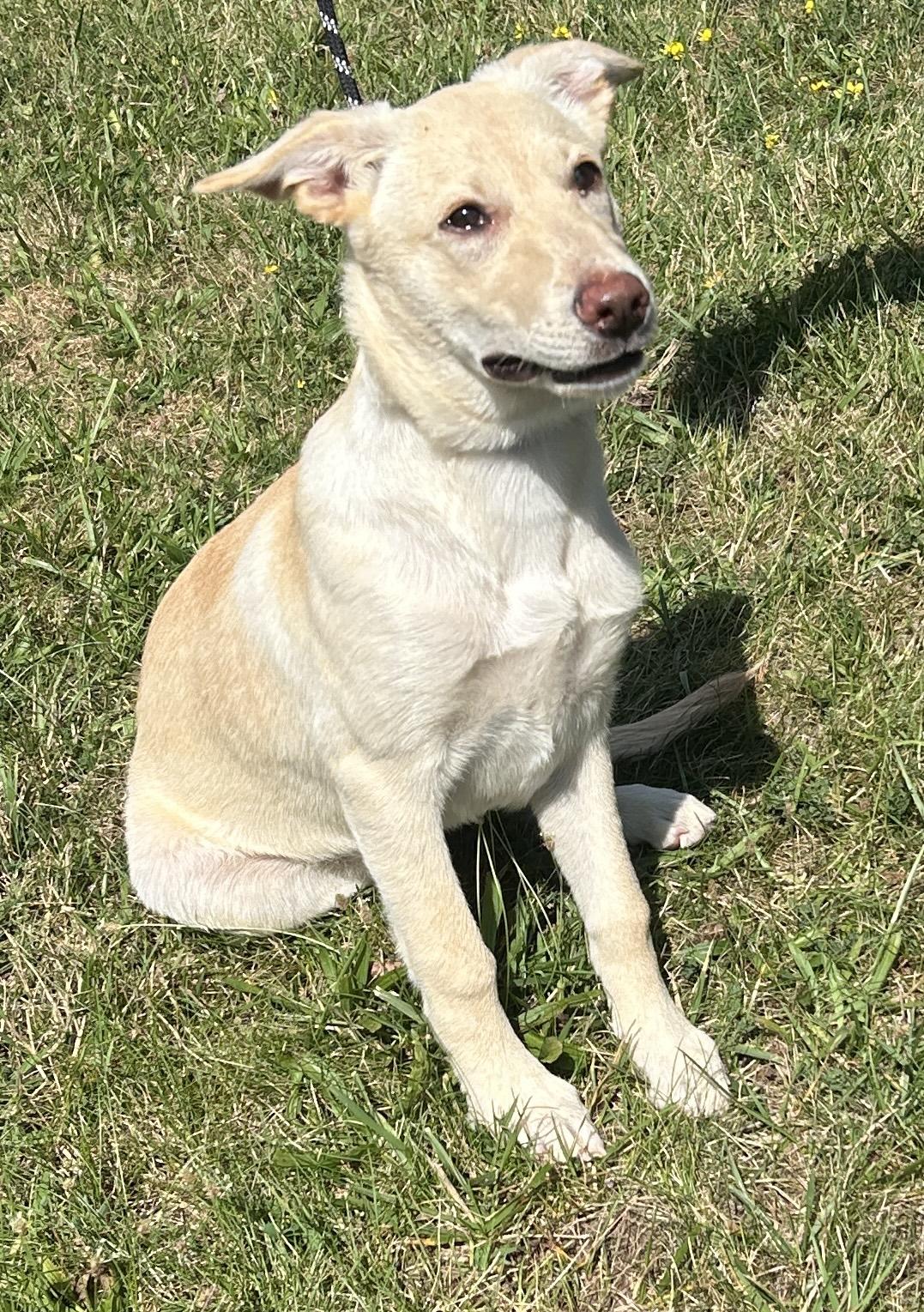 Ari, ADOPTABLE, Puppy Female German Shepherd Dog.