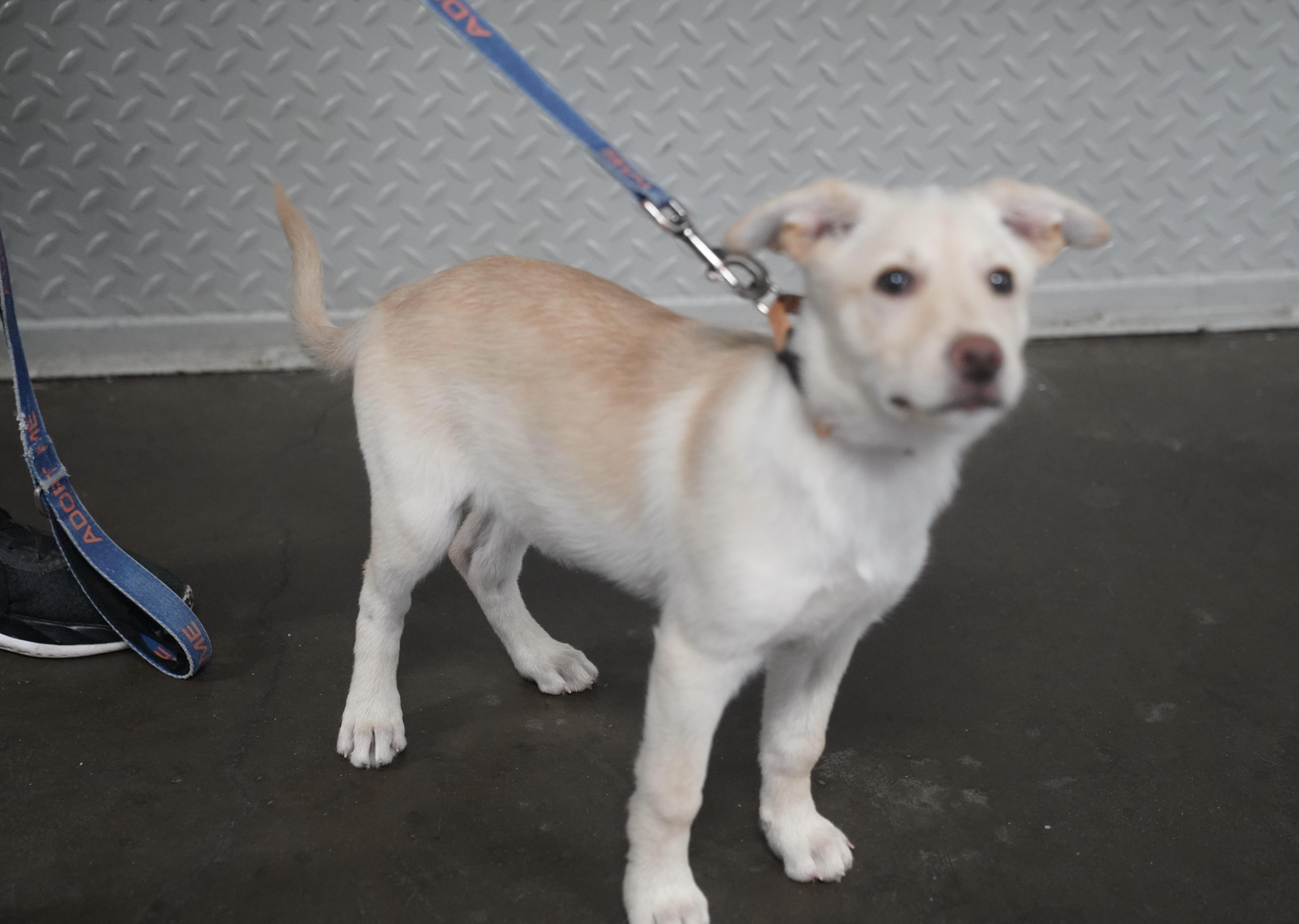 Ari, a ADOPTABLE German Shepherd Dog in Pottsville, PA image 3/4
