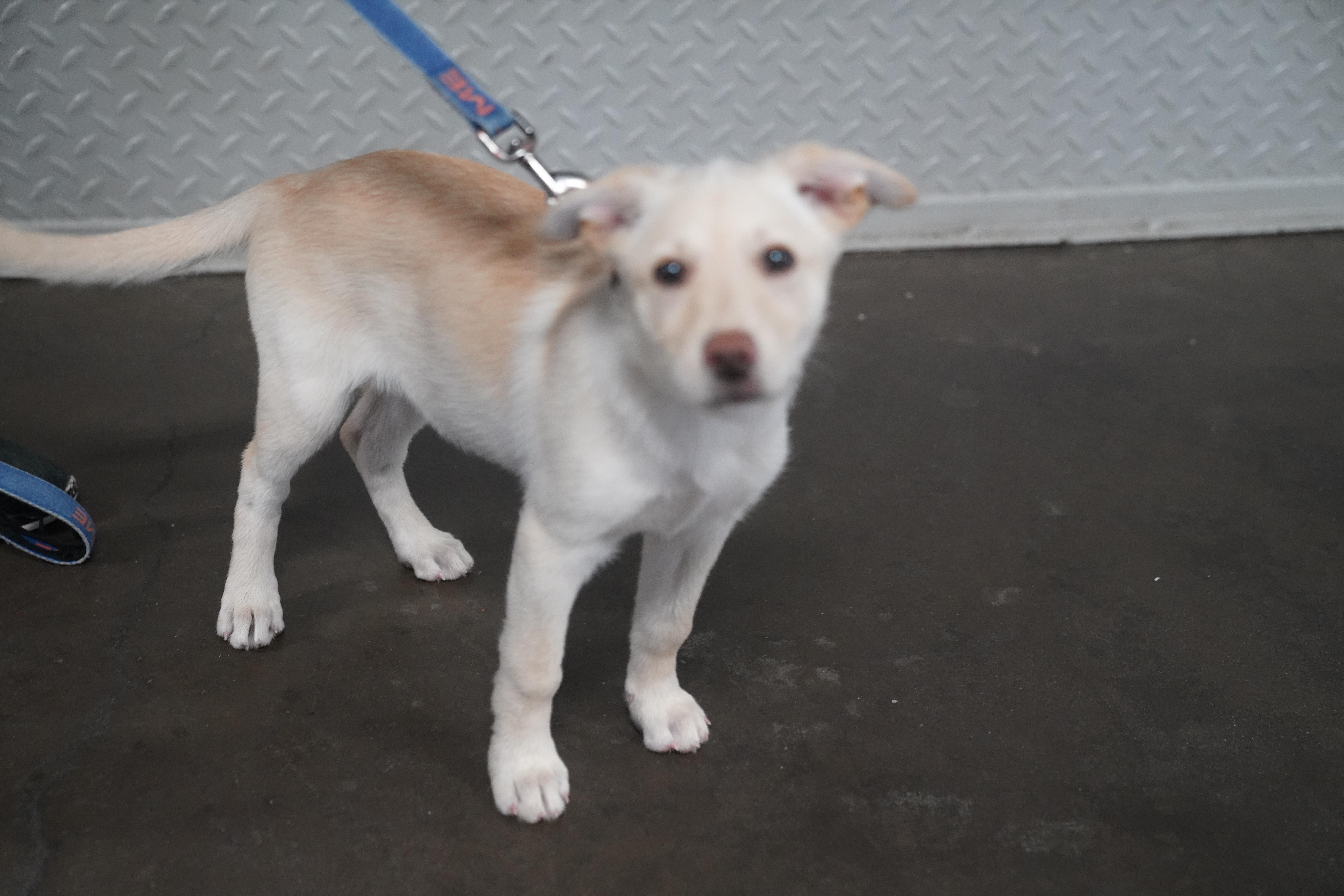 Ari, a ADOPTABLE German Shepherd Dog in Pottsville, PA image 4/4