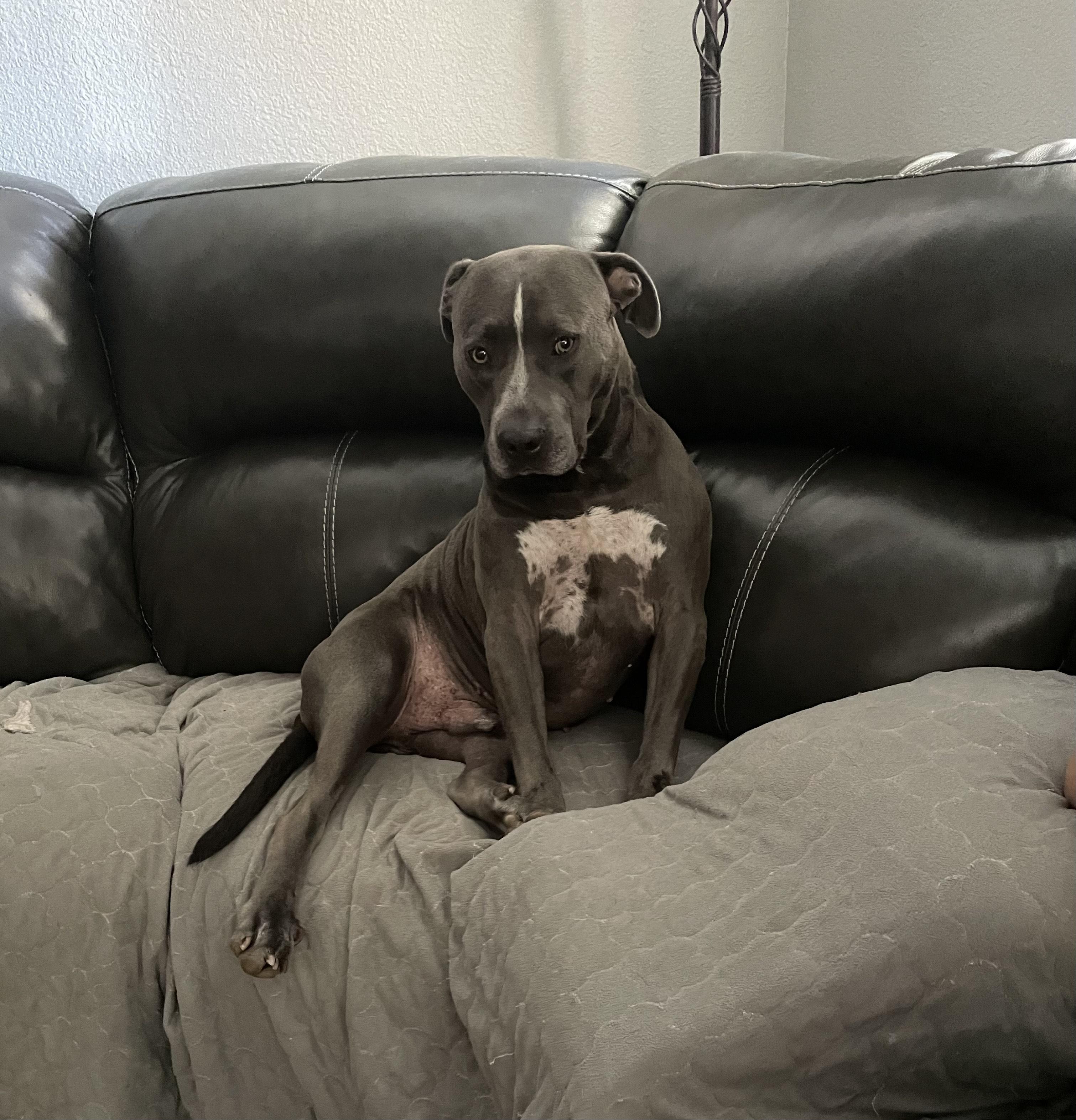 Enlarge Frankie, a Adoptable Pit Bull Terrier in Cherry Hill Township , NJ image 1/6