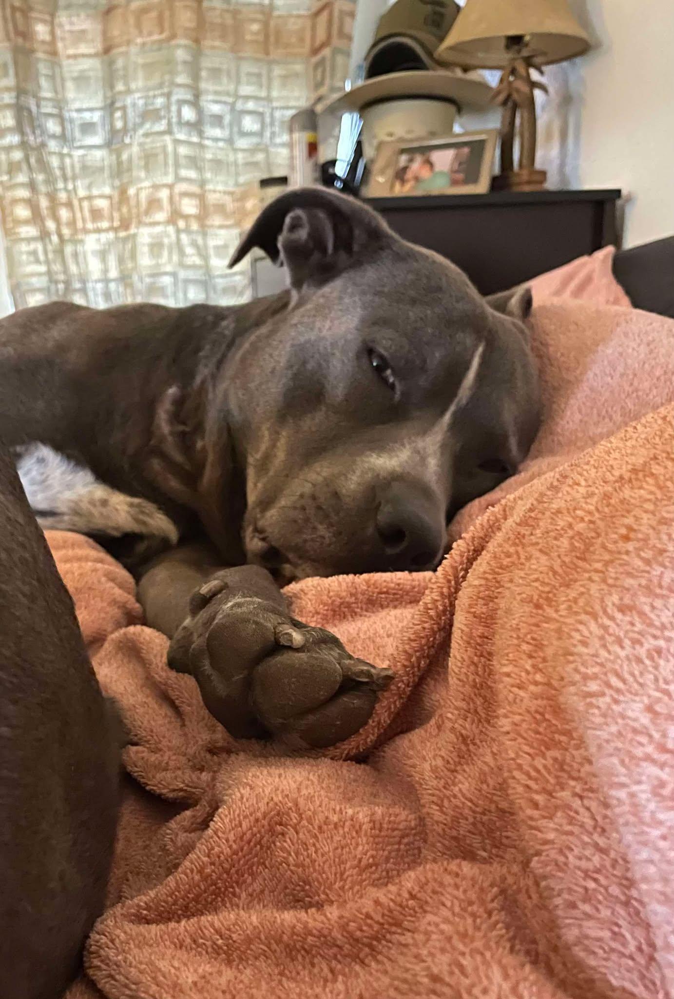 Enlarge Frankie, a Adoptable Pit Bull Terrier in Cherry Hill Township , NJ image 5/6