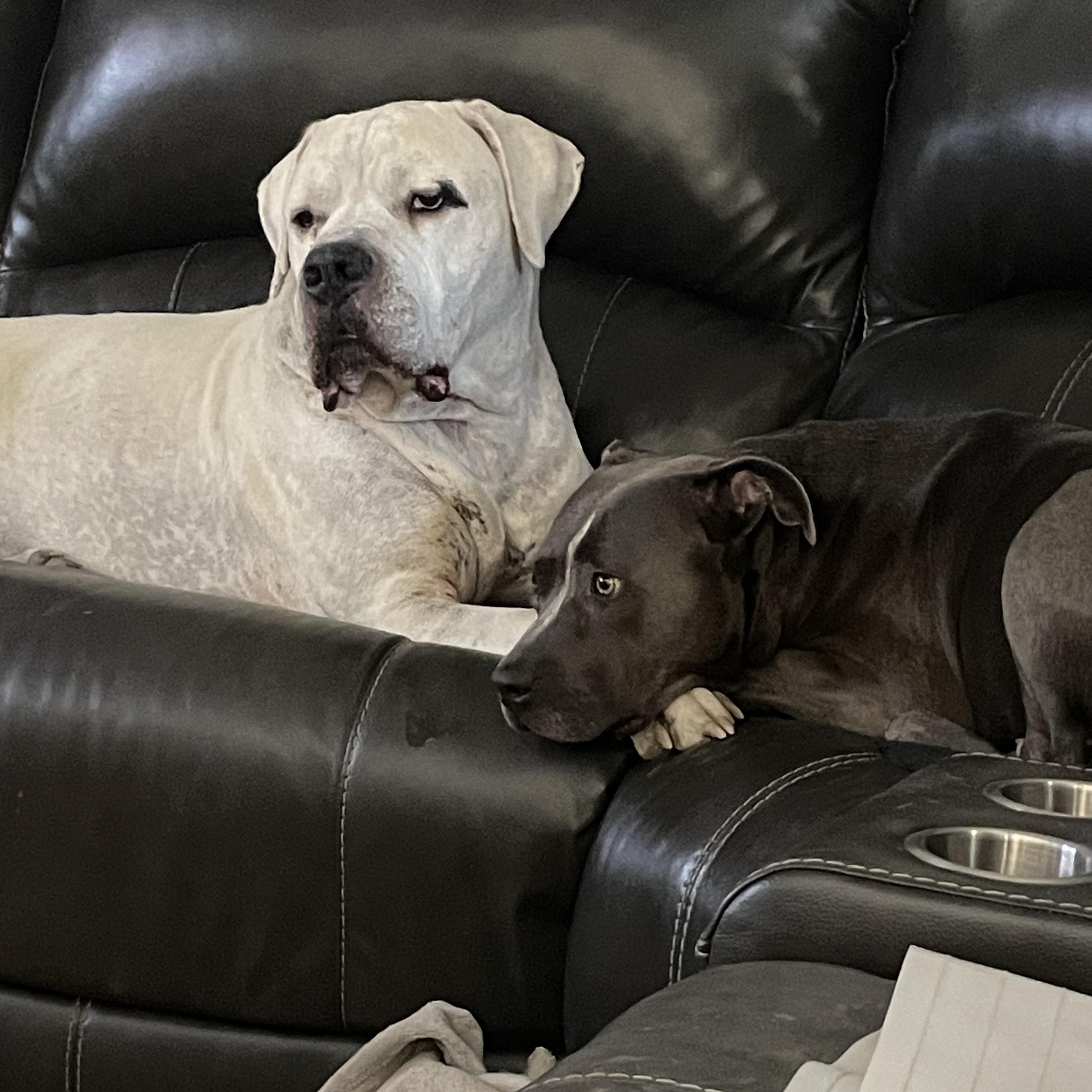 Enlarge Frankie, a Adoptable Pit Bull Terrier in Cherry Hill Township , NJ image 6/6