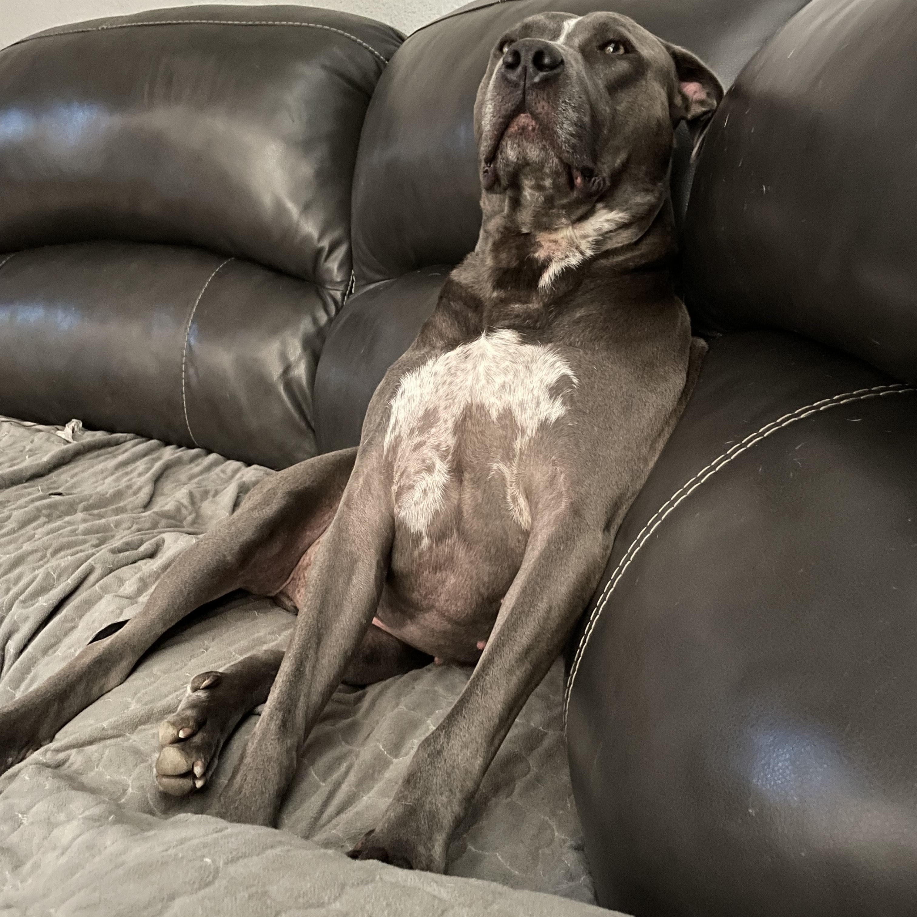 Enlarge Frankie, a Adoptable Pit Bull Terrier in Cherry Hill Township , NJ image 3/6