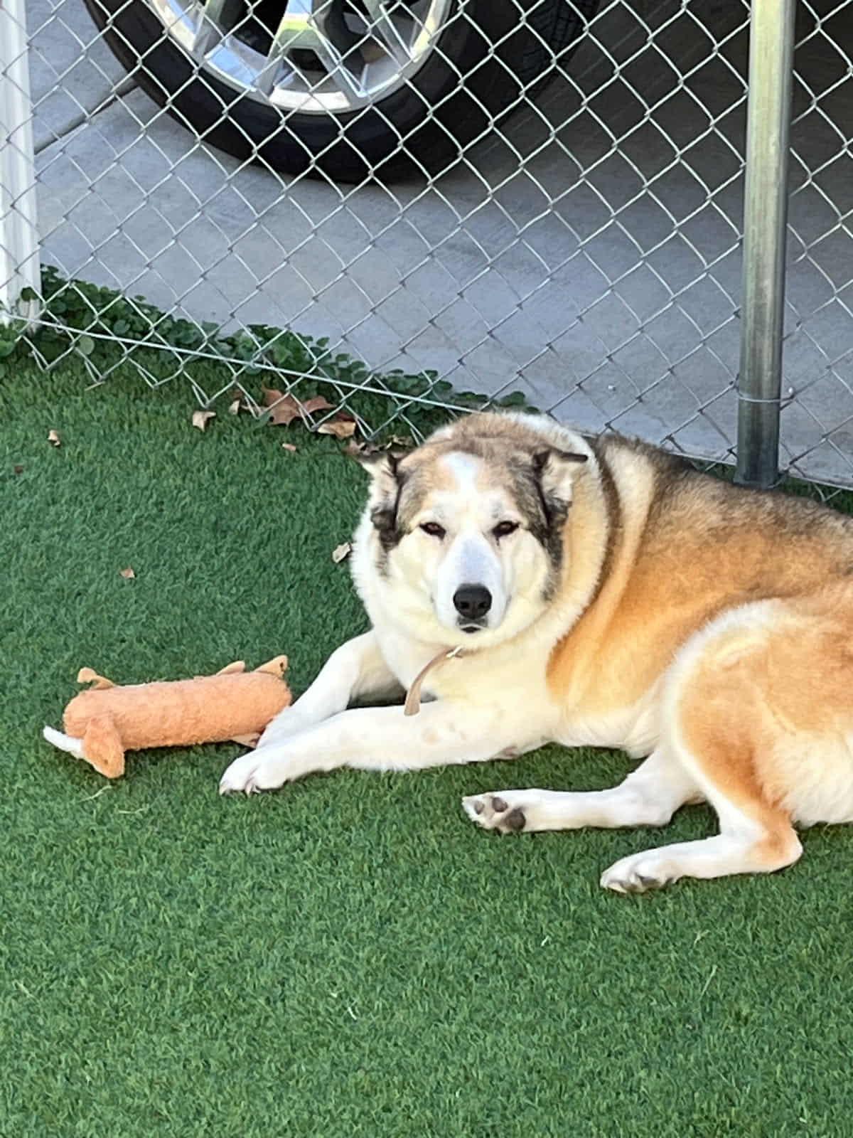 Baby Girl - URGENT