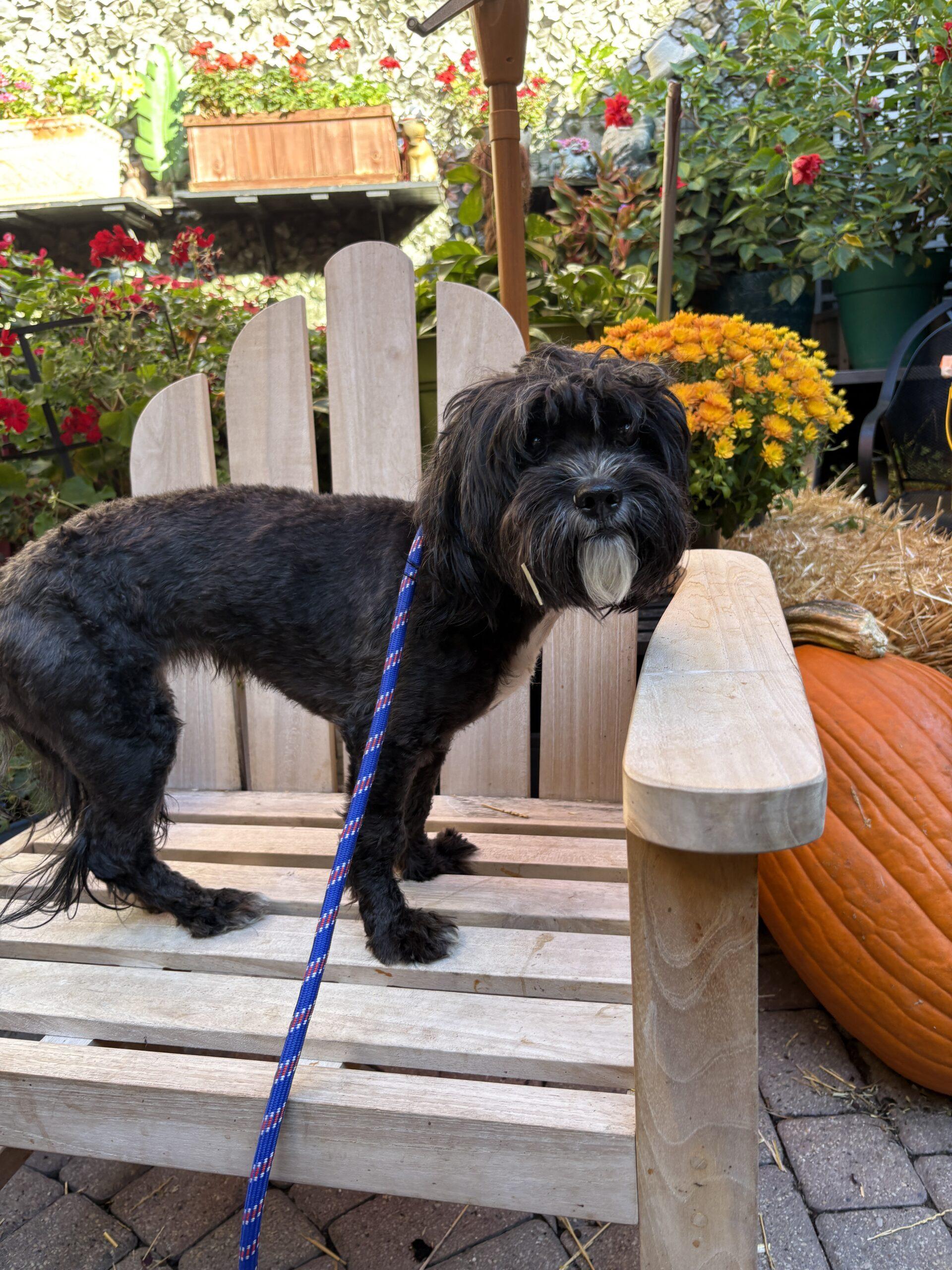 Nova, an adoptable Schnoodle in Chicago, IL, 60640 | Photo Image 1