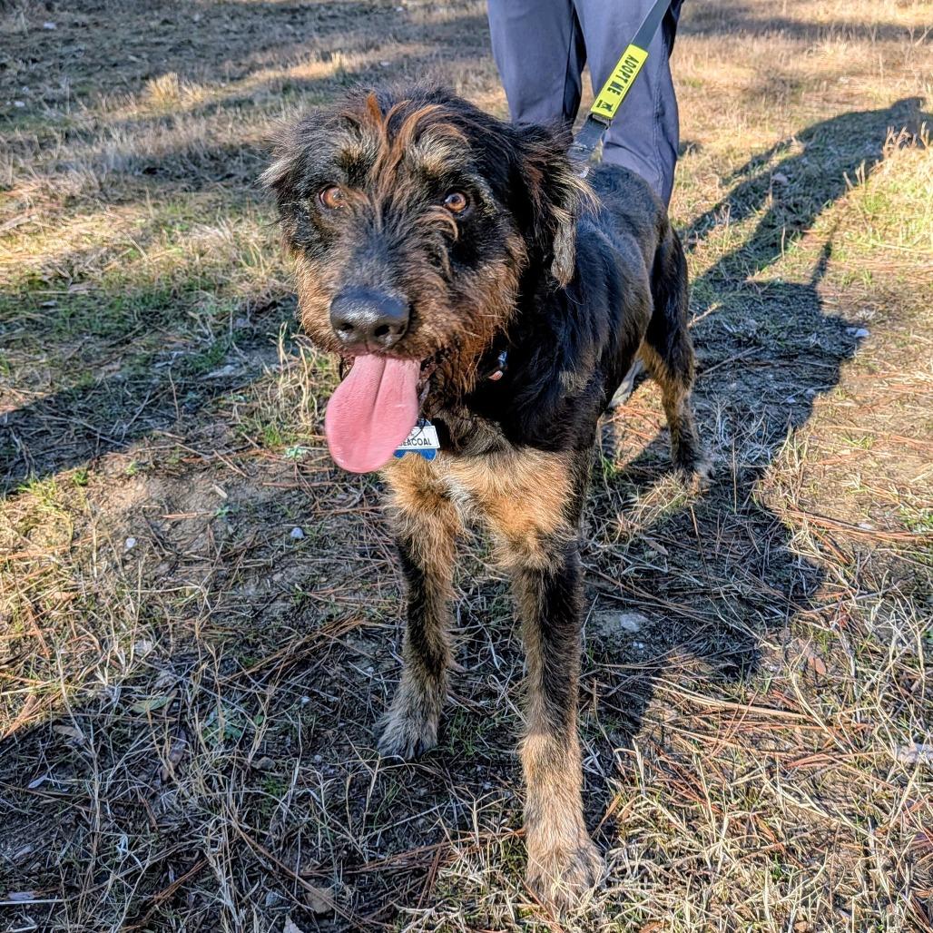 Seacoal, Adoptable, Young Male Terrier.