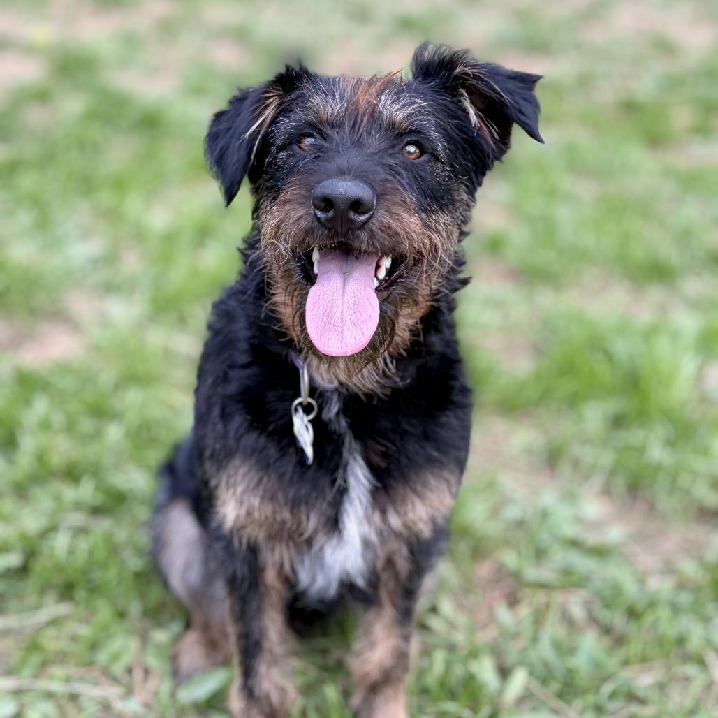 Enlarge Seacoal, a Adoptable Terrier in Wake Forest, NC image 2/6
