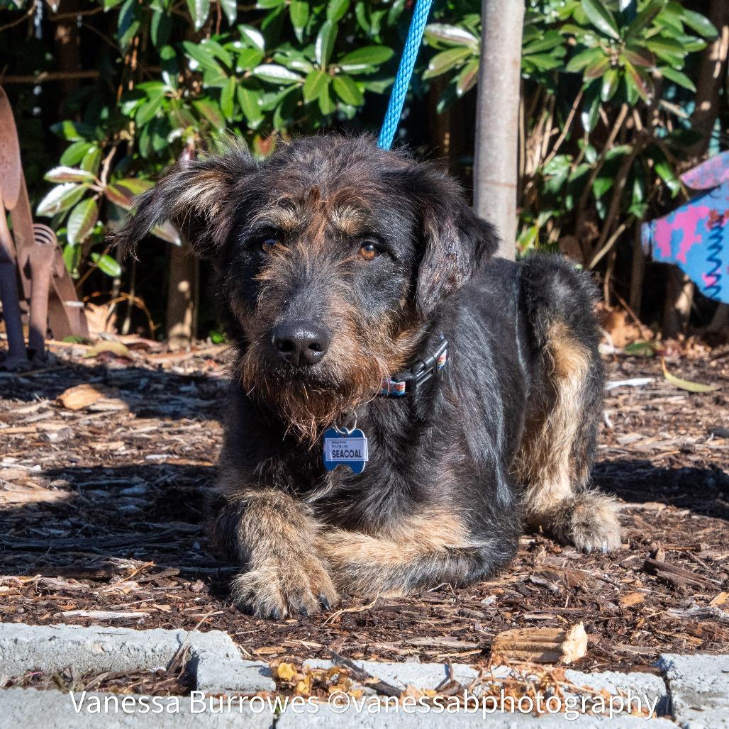 Enlarge Seacoal, a Adoptable Terrier in Wake Forest, NC image 3/6
