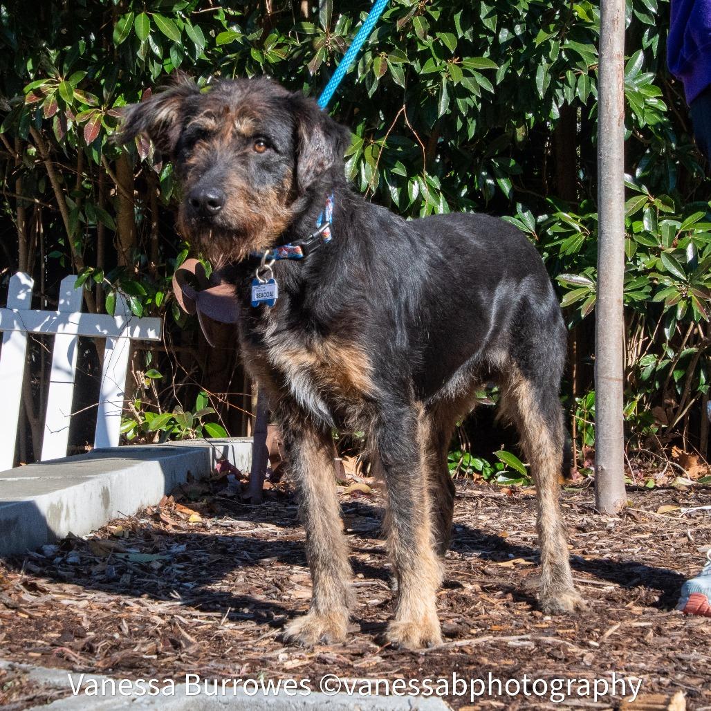 Enlarge Seacoal, a Adoptable Terrier in Wake Forest, NC image 4/6