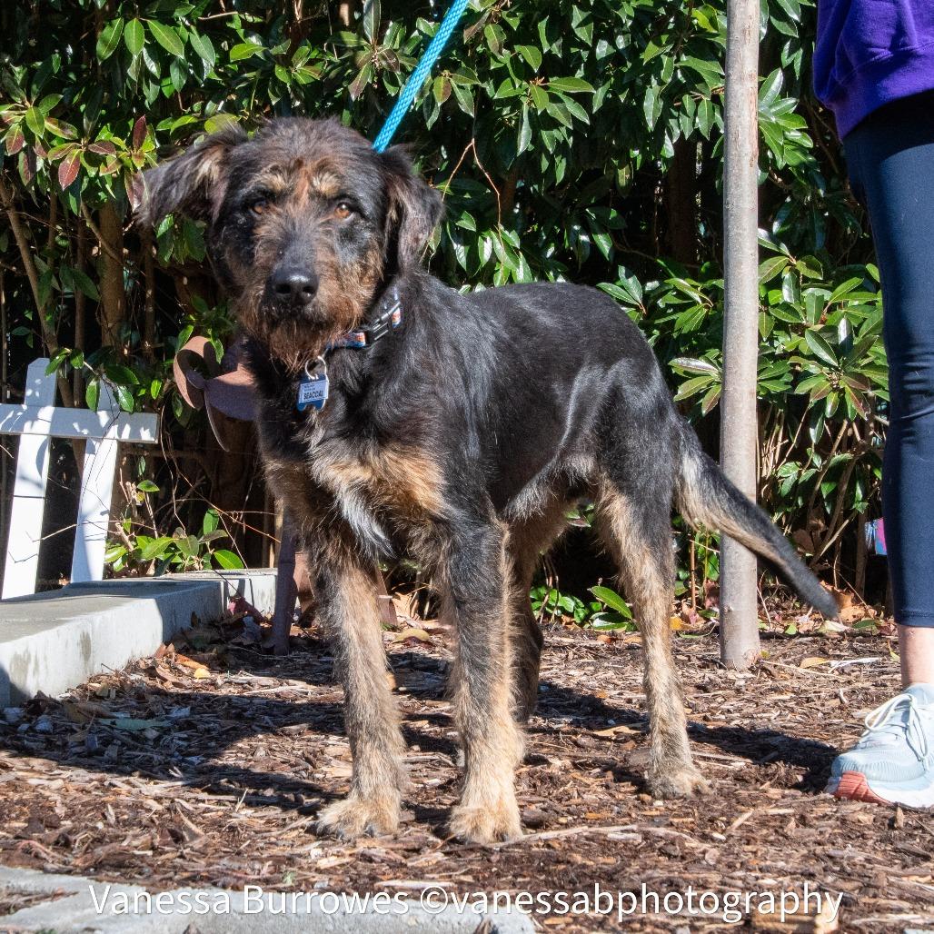 Enlarge Seacoal, a Adoptable Terrier in Wake Forest, NC image 5/6