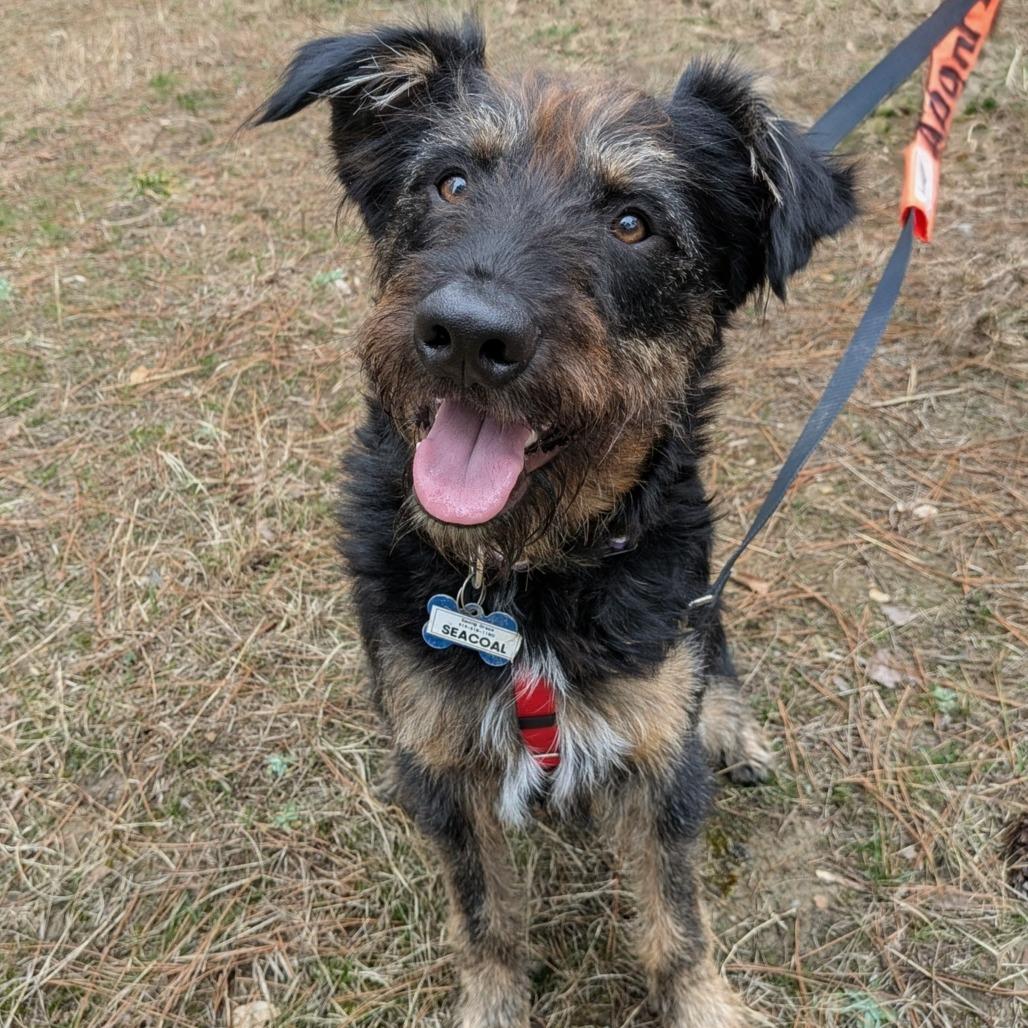 Enlarge Seacoal, a Adoptable Terrier in Wake Forest, NC image 6/6