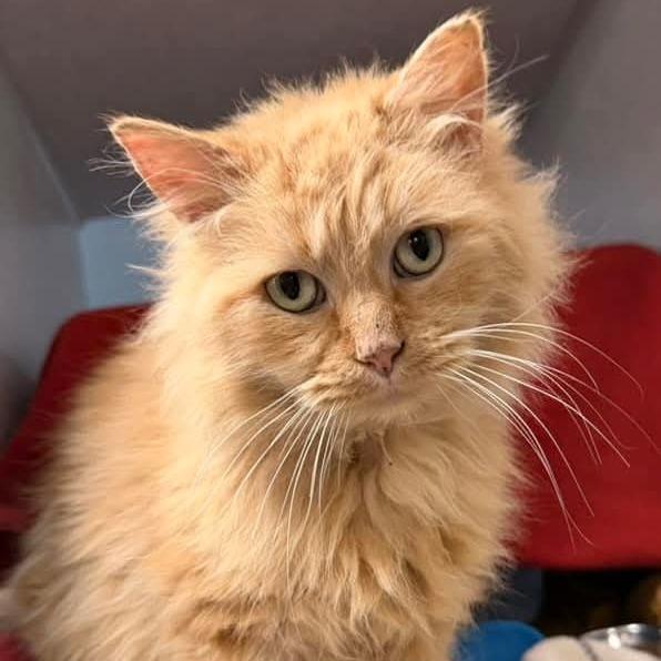 Catahoula, Adoptable, Adult Male Domestic Medium Hair.
