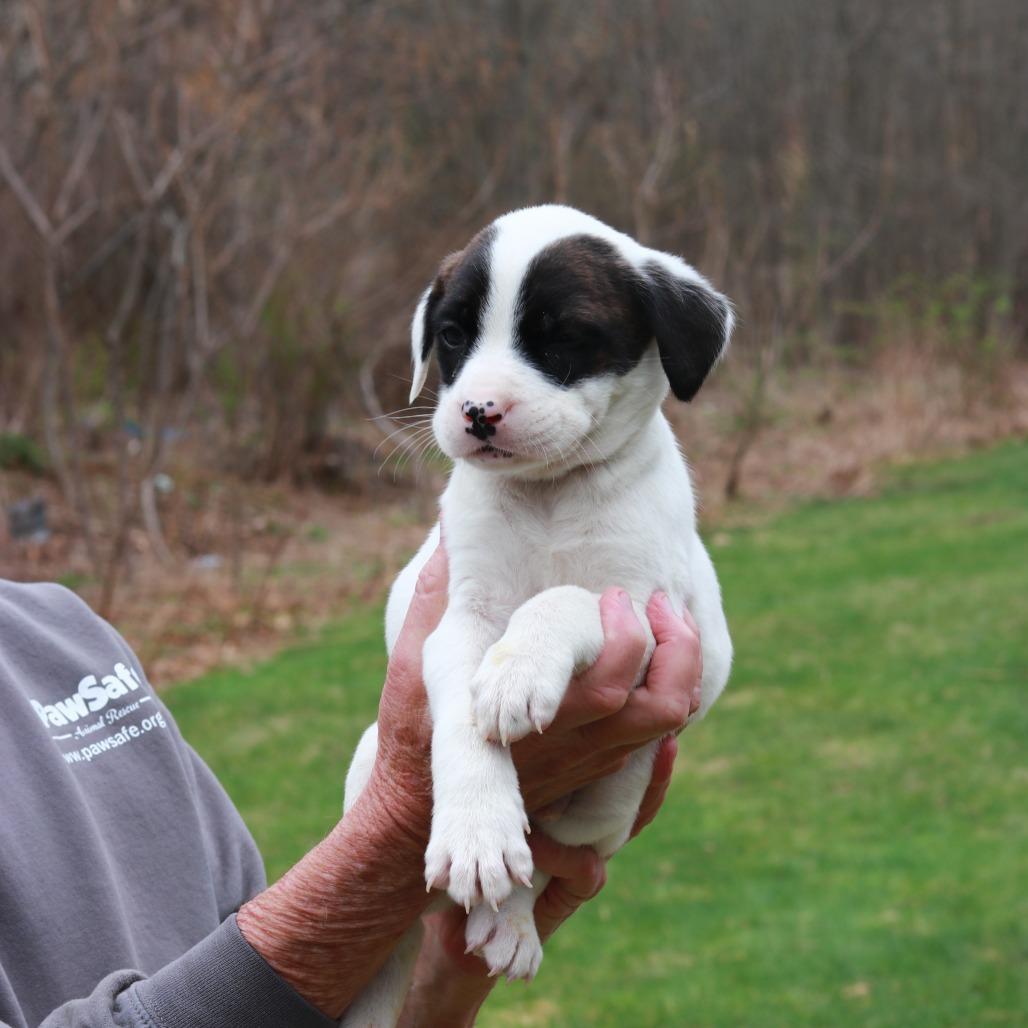 Enlarge CT Cadillac avail Apr 25, a Adoptable mixed breed in Stormville, NY image 2/4