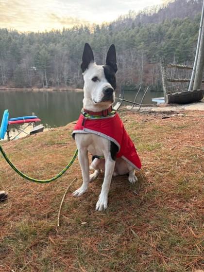 Milky Way, Adoptable, Young Male Mixed Breed.