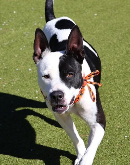 Enlarge Milky Way, a Adoptable Mixed Breed in Athens, GA image 1/6