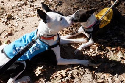 Enlarge Milky Way, a Adoptable Mixed Breed in Athens, GA image 2/6
