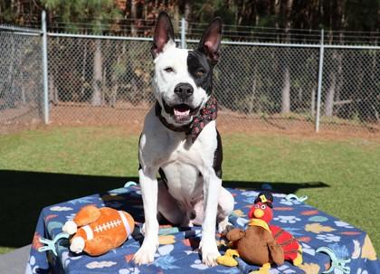 Milky Way, Adoptable, Young Male Mixed Breed.