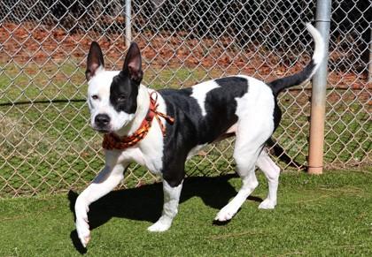 Enlarge Milky Way, a Adoptable Mixed Breed in Athens, GA image 4/6