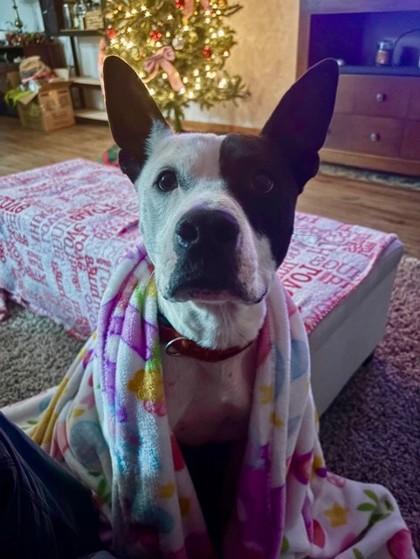 Enlarge Milky Way, a Adoptable Mixed Breed in Athens, GA image 6/6