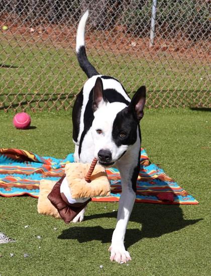 Enlarge Milky Way, a Adoptable Mixed Breed in Athens, GA image 5/6