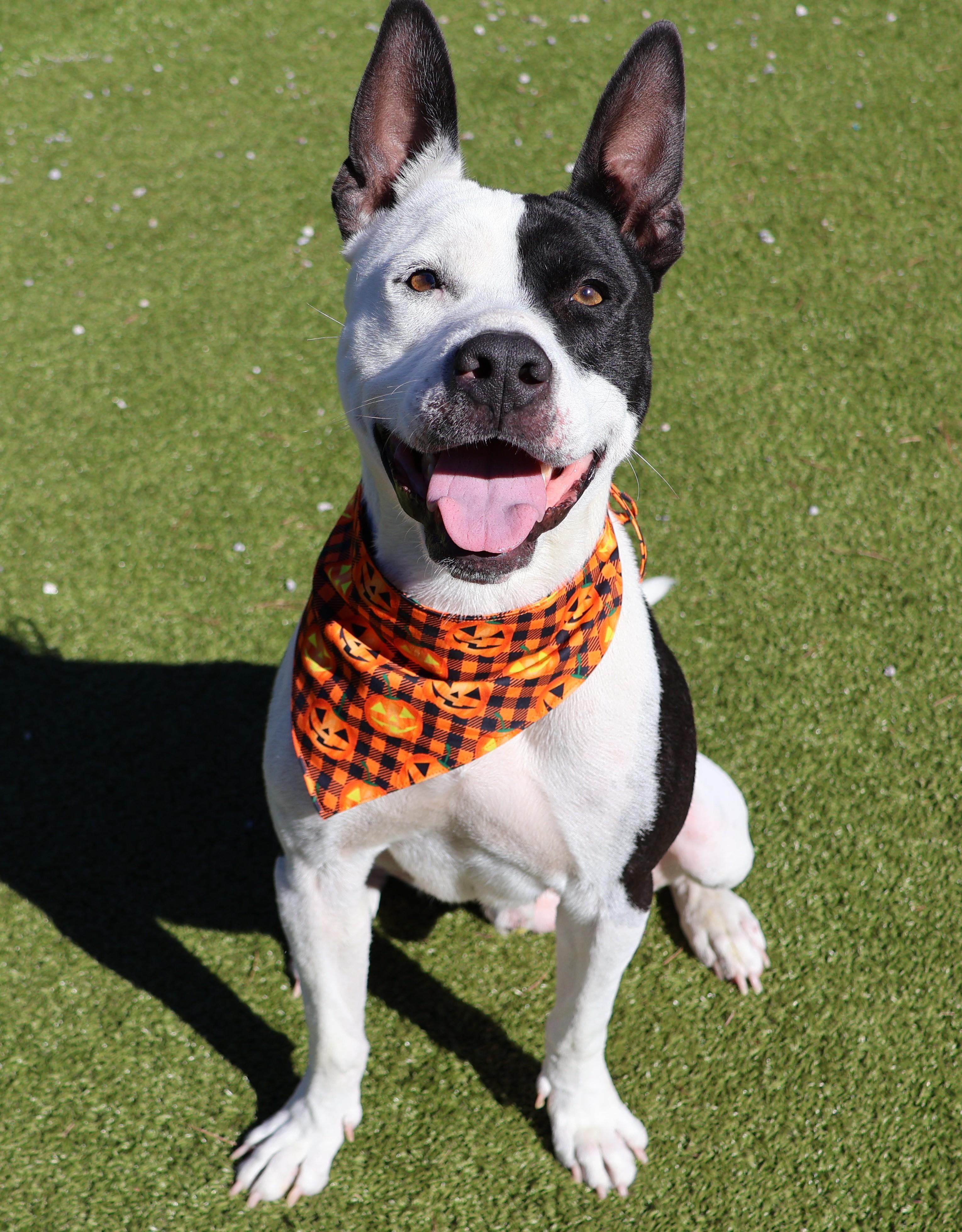 Enlarge Milky Way, a Adoptable Mixed Breed in Athens, GA image 6/6