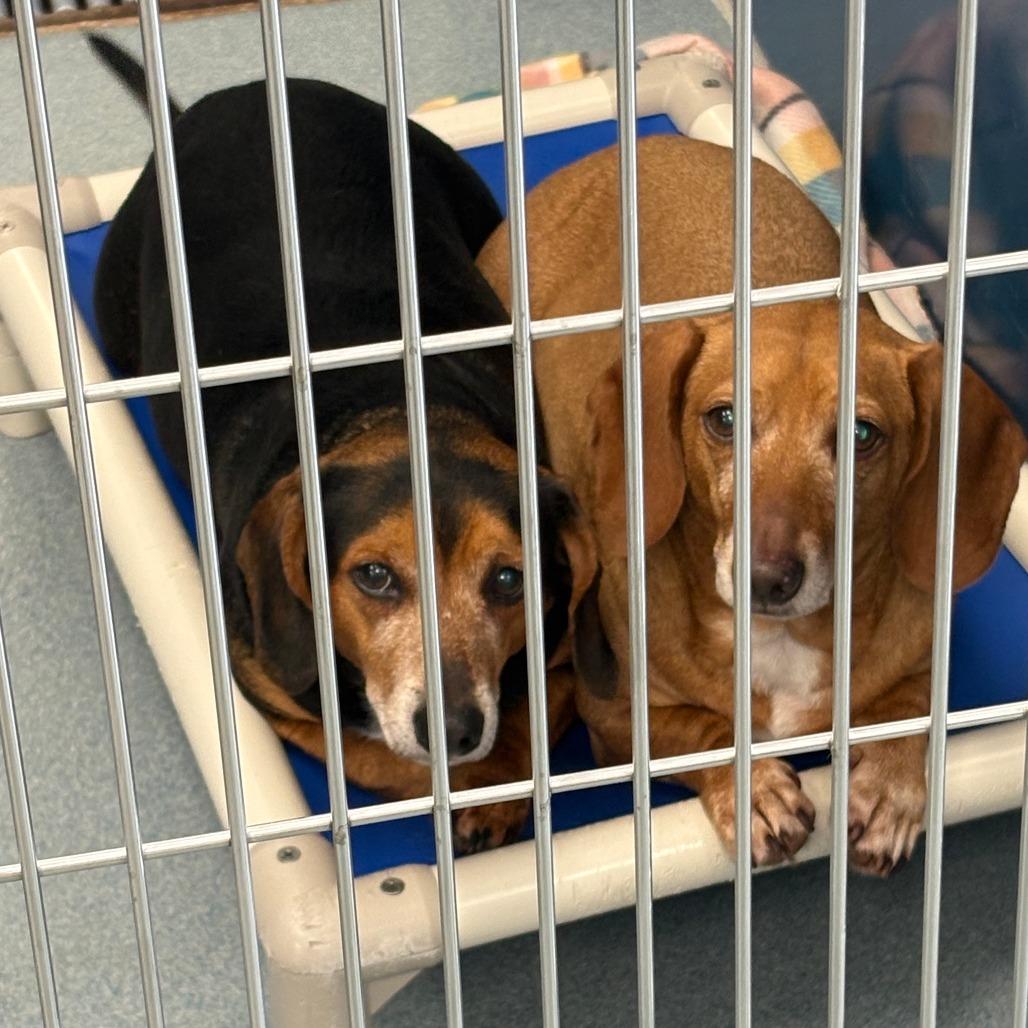Dexter, Adoptable, Senior Male Dachshund & Beagle.
