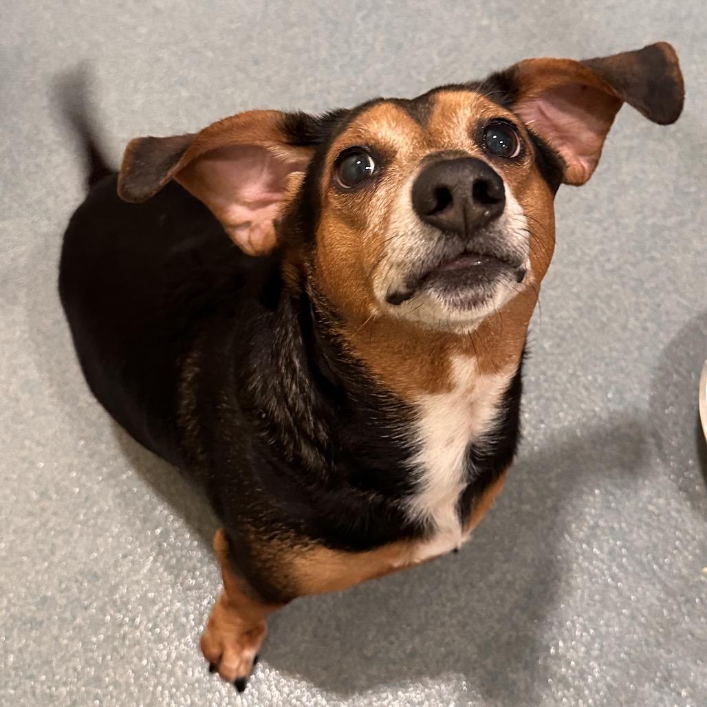 Enlarge Dexter, a Adoptable mixed breed in Chesapeake, VA image 2/3