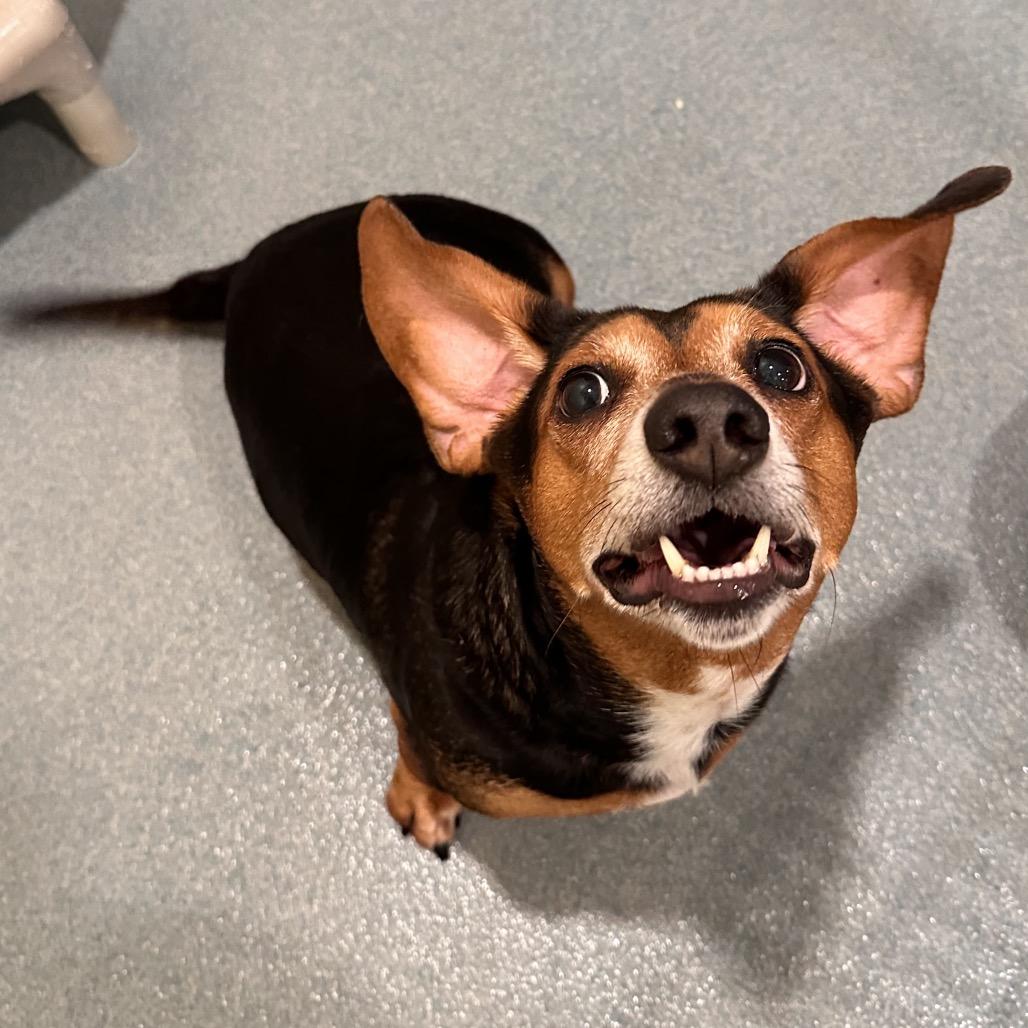 Enlarge Dexter, a Adoptable mixed breed in Chesapeake, VA image 3/3
